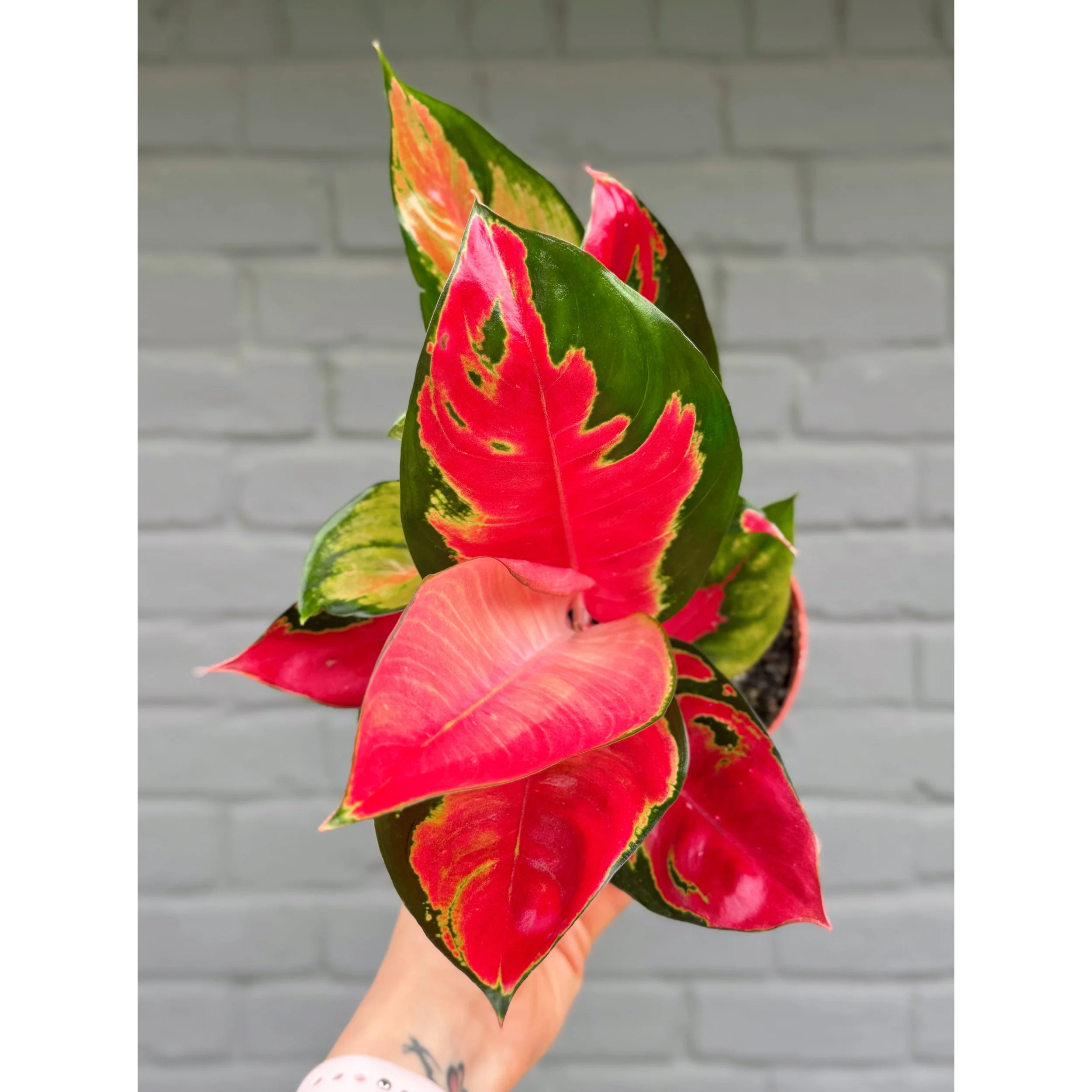 Aglaonema Hybrid 'Eastern Red'