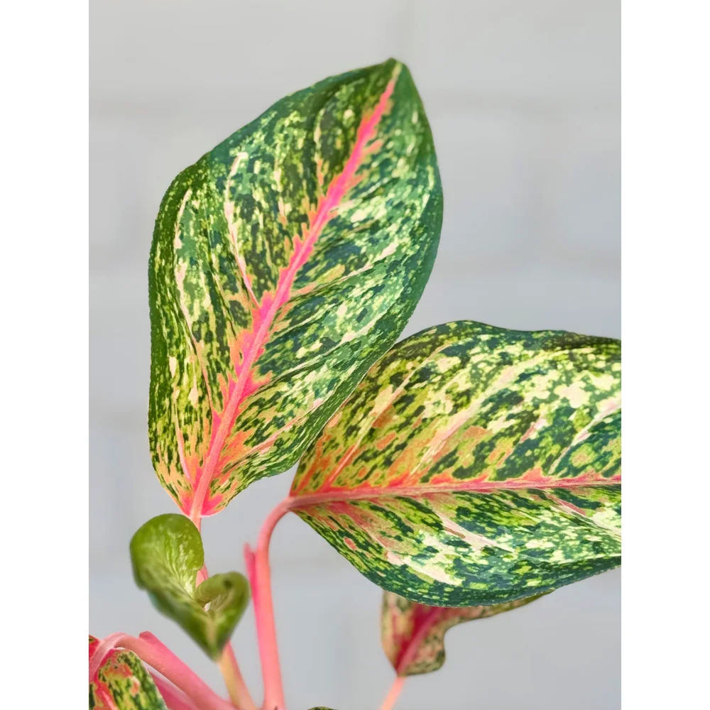 Aglaonema Hybrid '10 Karat'  Stayin' Alive Succulents