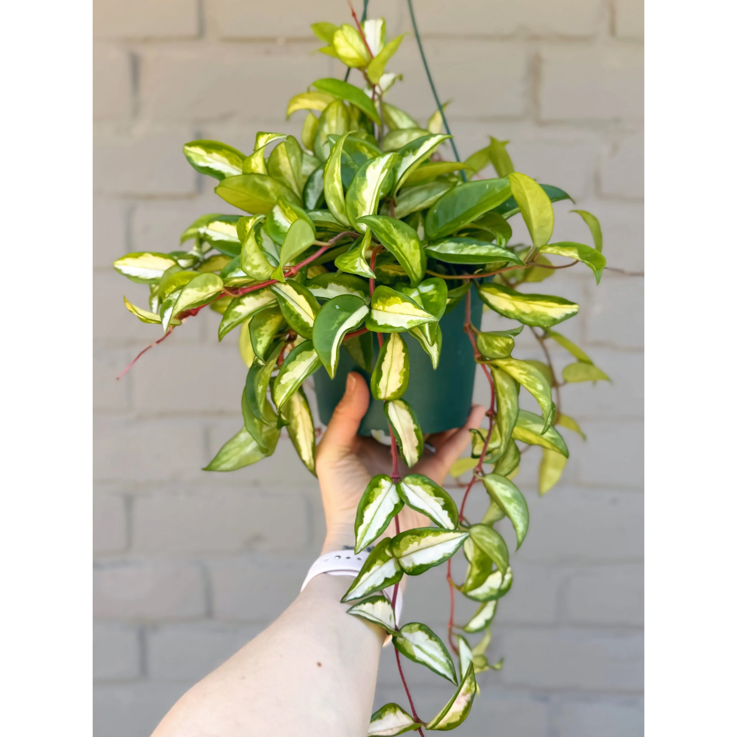 Hoya Carnosa Tricolor 'Krimson Princess' 6"