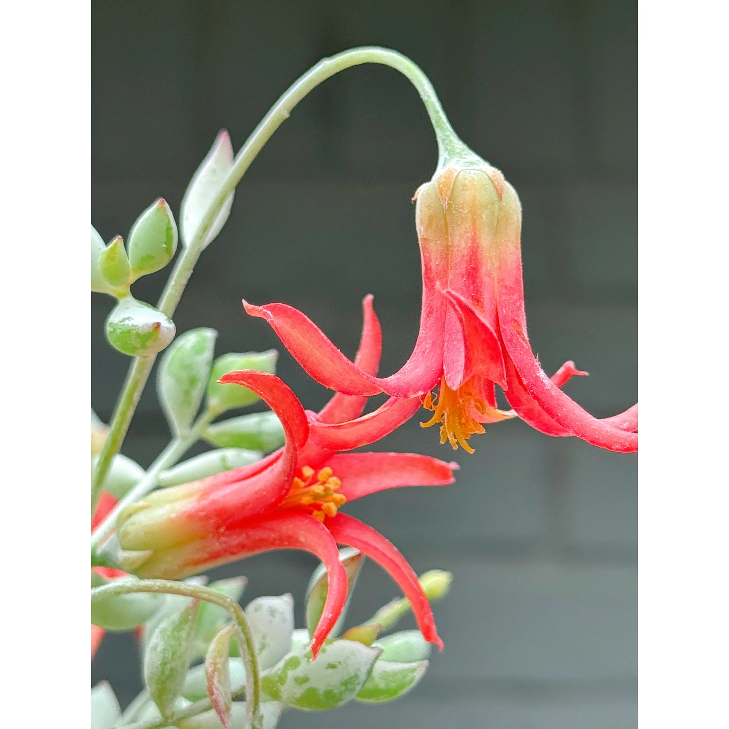 Cliff Cotyledon Pendens Bloom