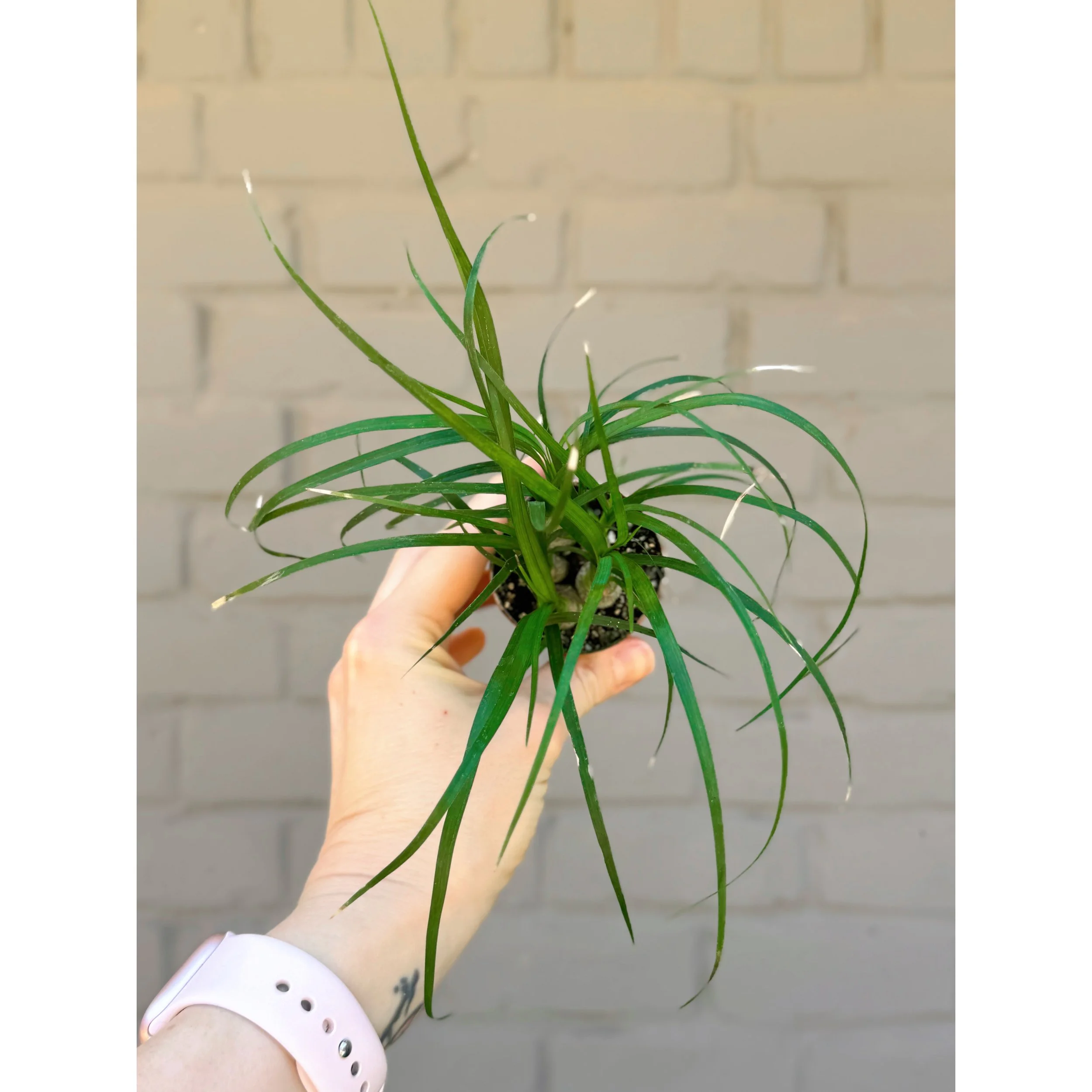 Beaucarnea Recurvata 'Ponytail Palm'
