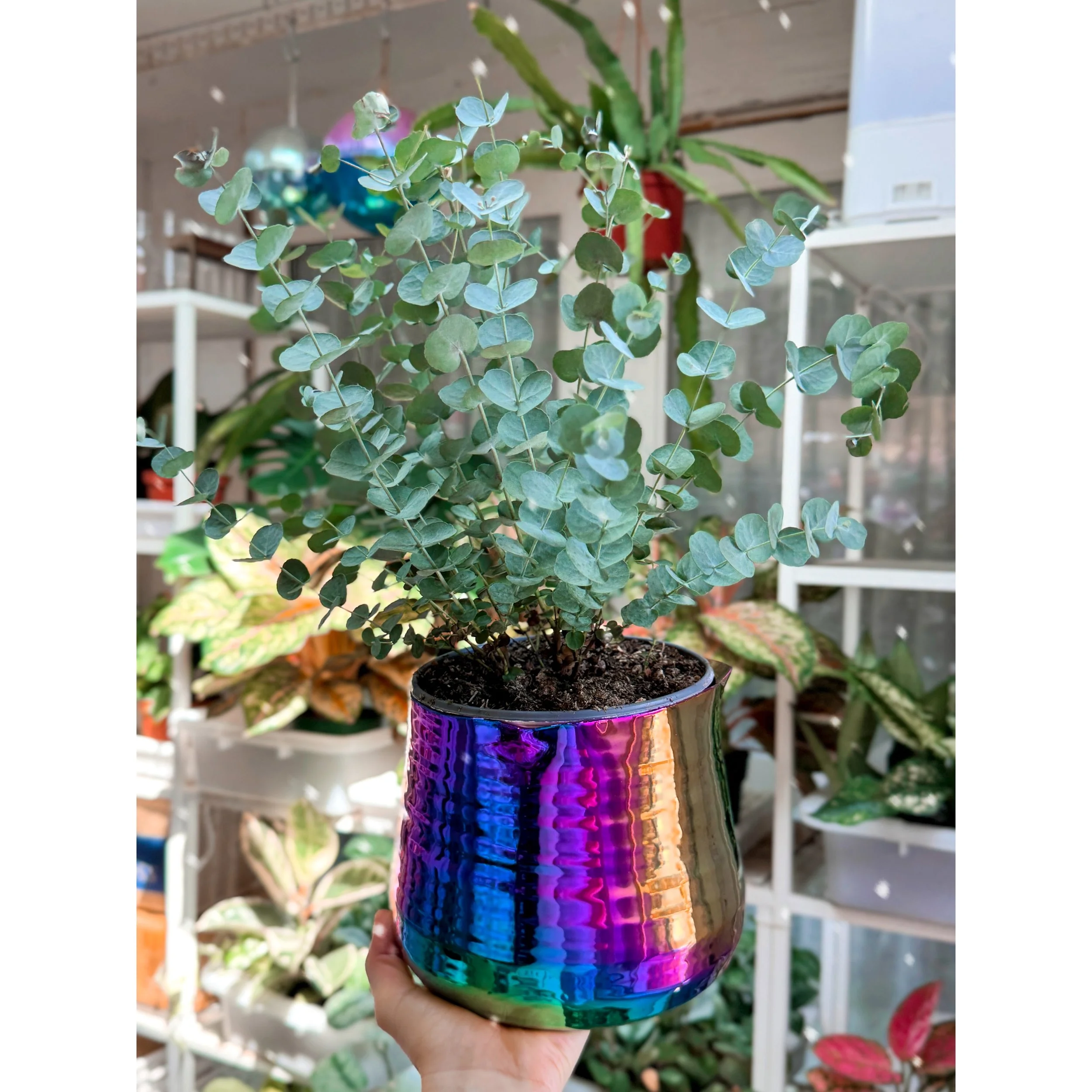 Glacier Eucalyptus in Tegan Rainbow Pot