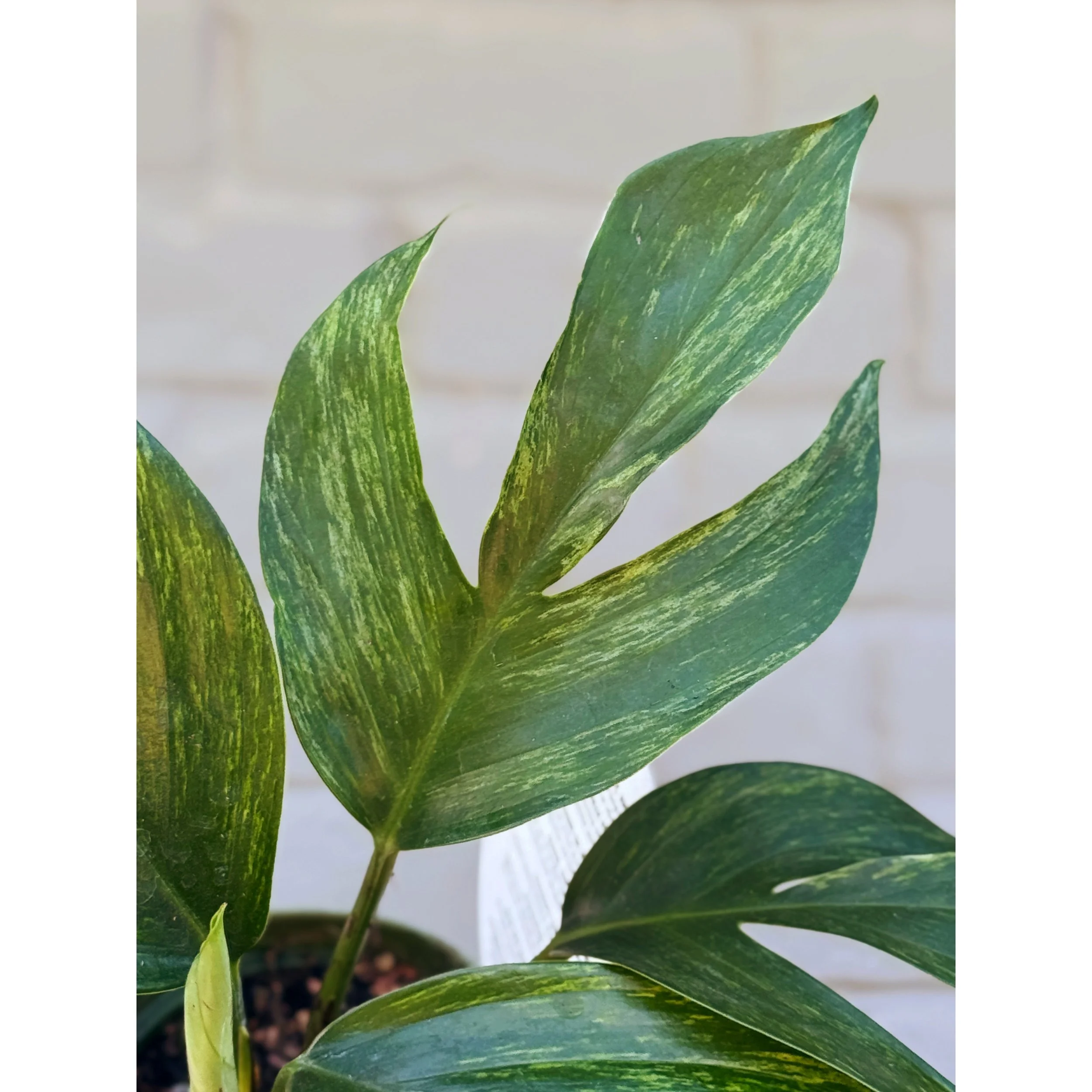 Rhaphidophora Decursiva Variegated 'Khaleesi'