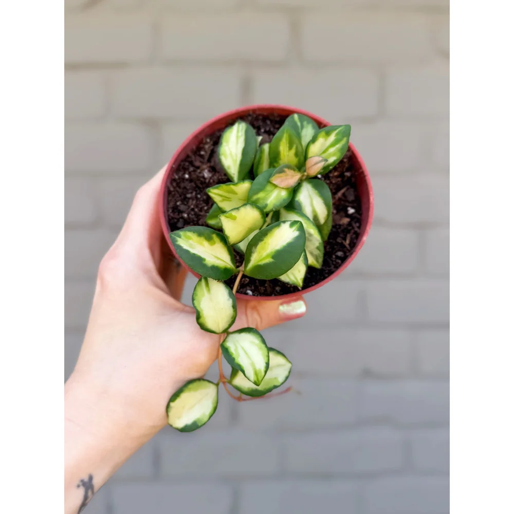 Hoya Variegated Heuschkeliana 4