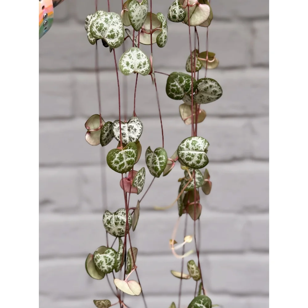 Ceropegia Woodii 'String of Hearts' 4.5