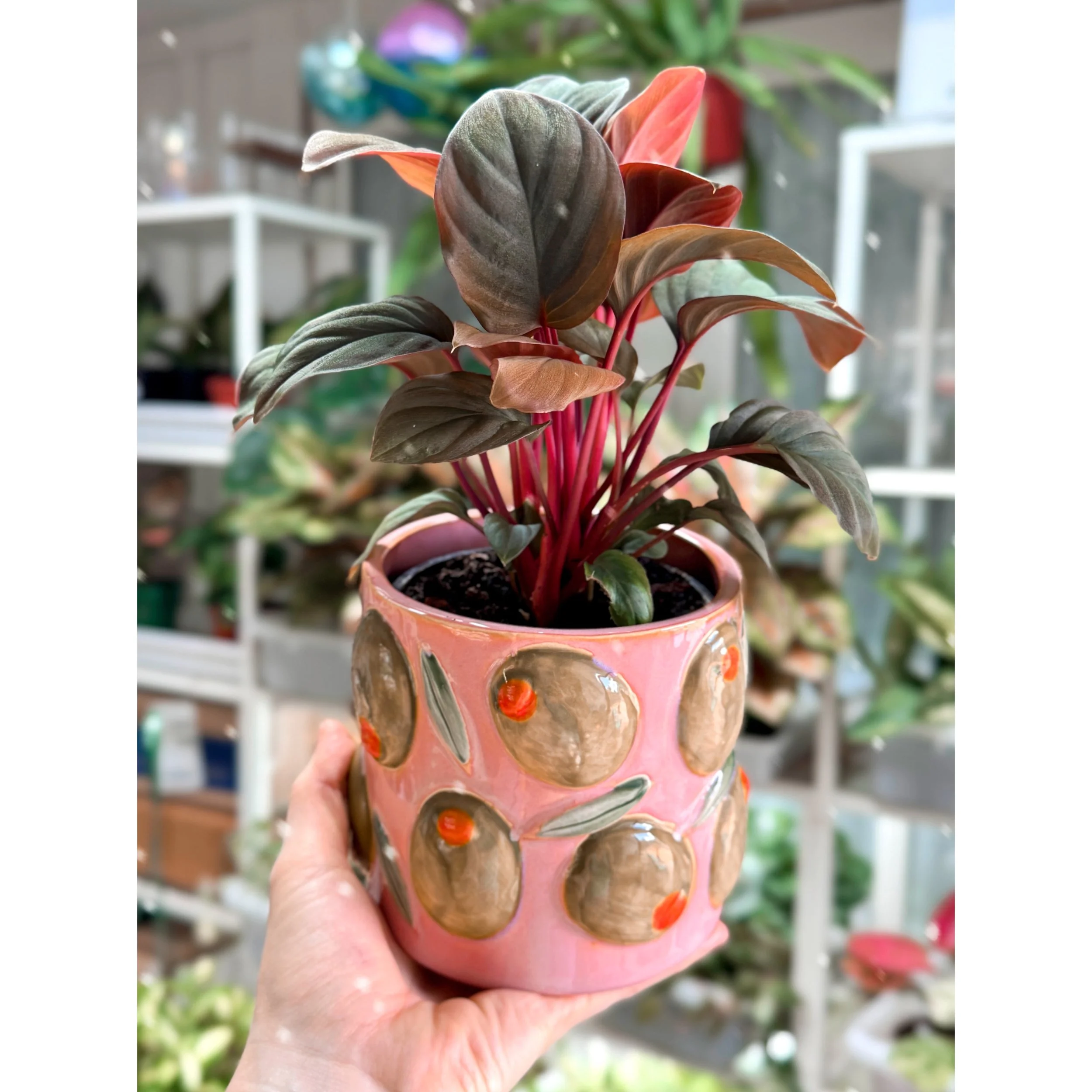 Homalomena 'Red Spot'  in Olive Planter
