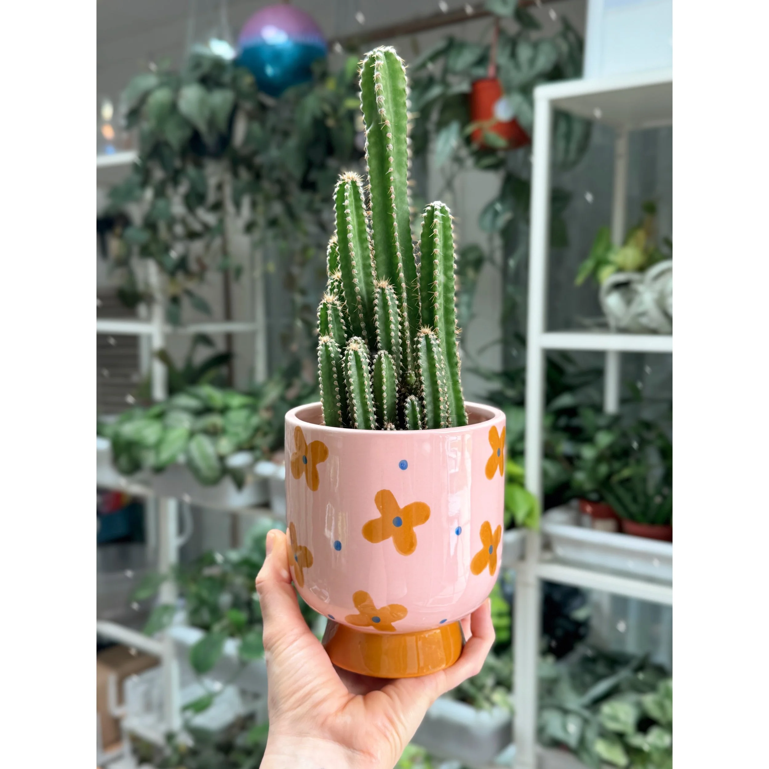 Acanthocereus Tetragonus Monstrose 'Fairy Castle Cactus'  in Momsy Flower Pot
