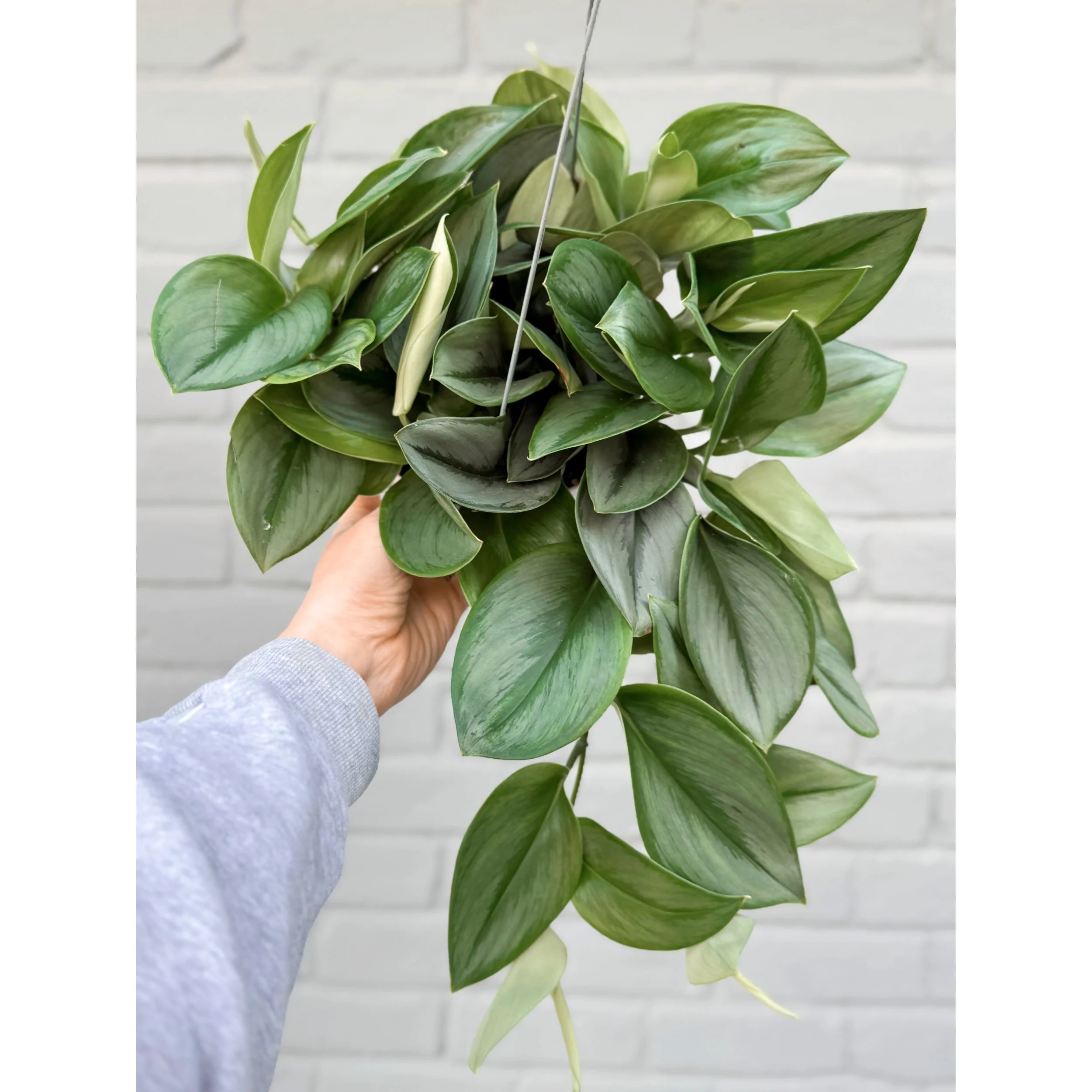 Scindapsus Treubii 'Moonlight' 6" HB