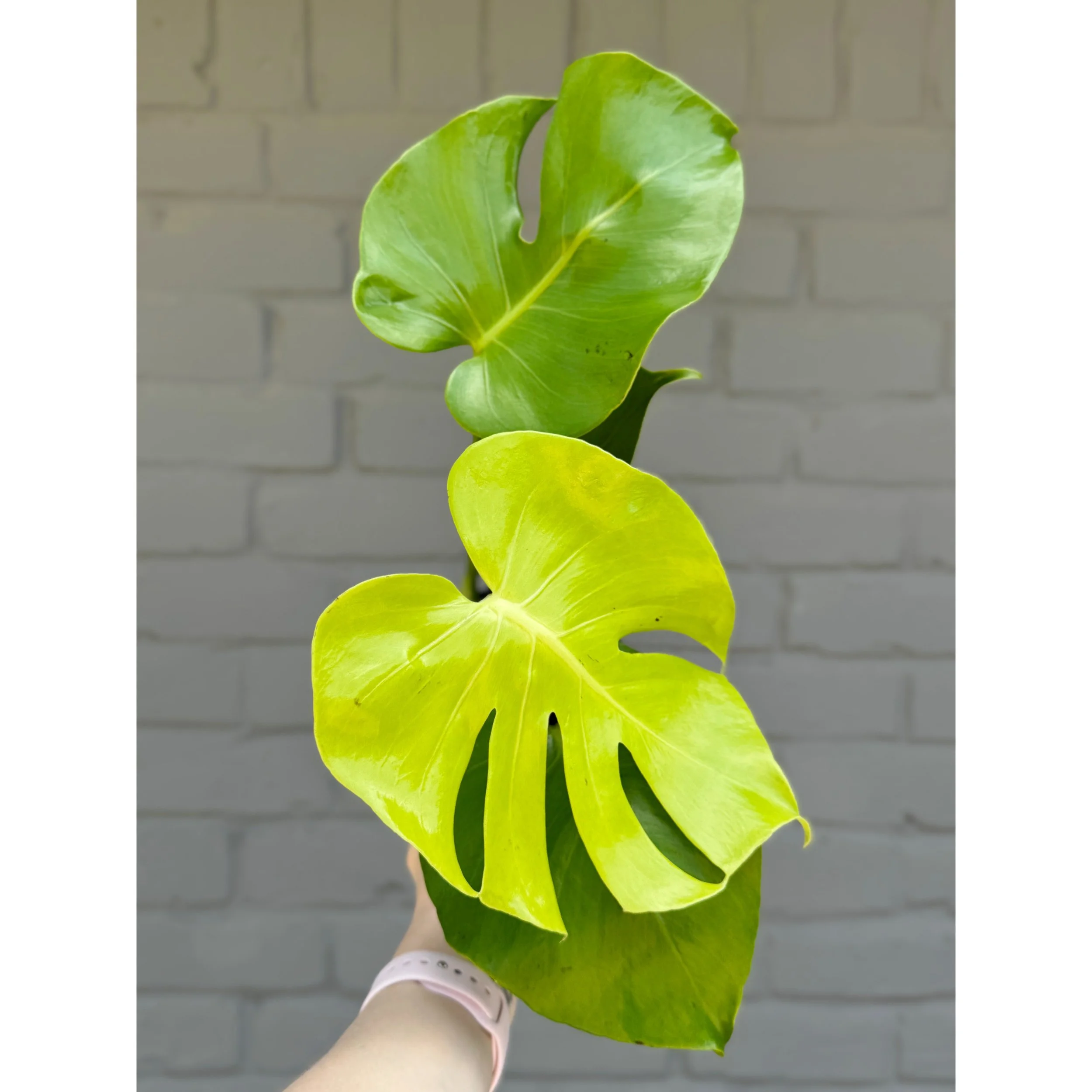 Monstera Golden Compact