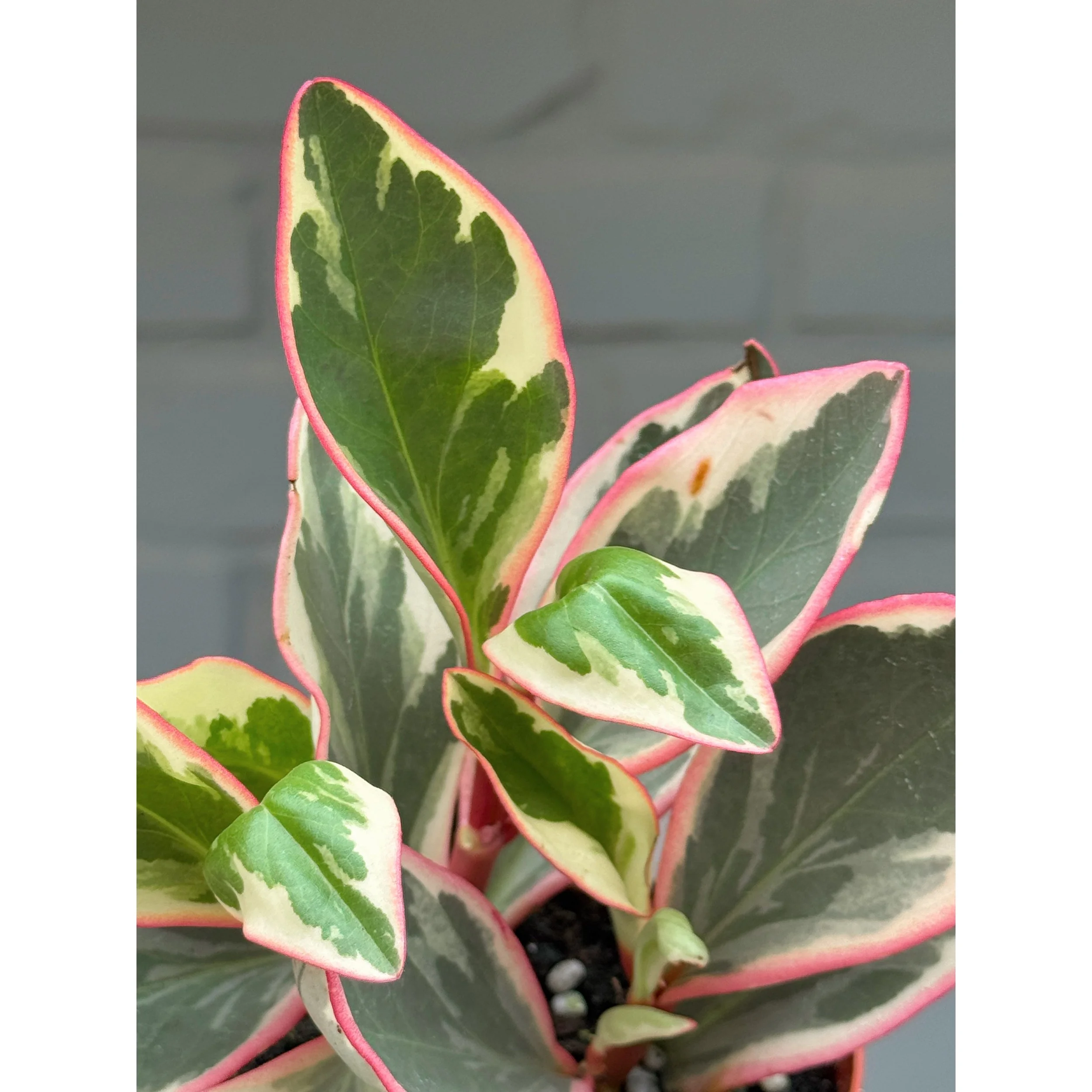 Peperomia 'White Ginny'