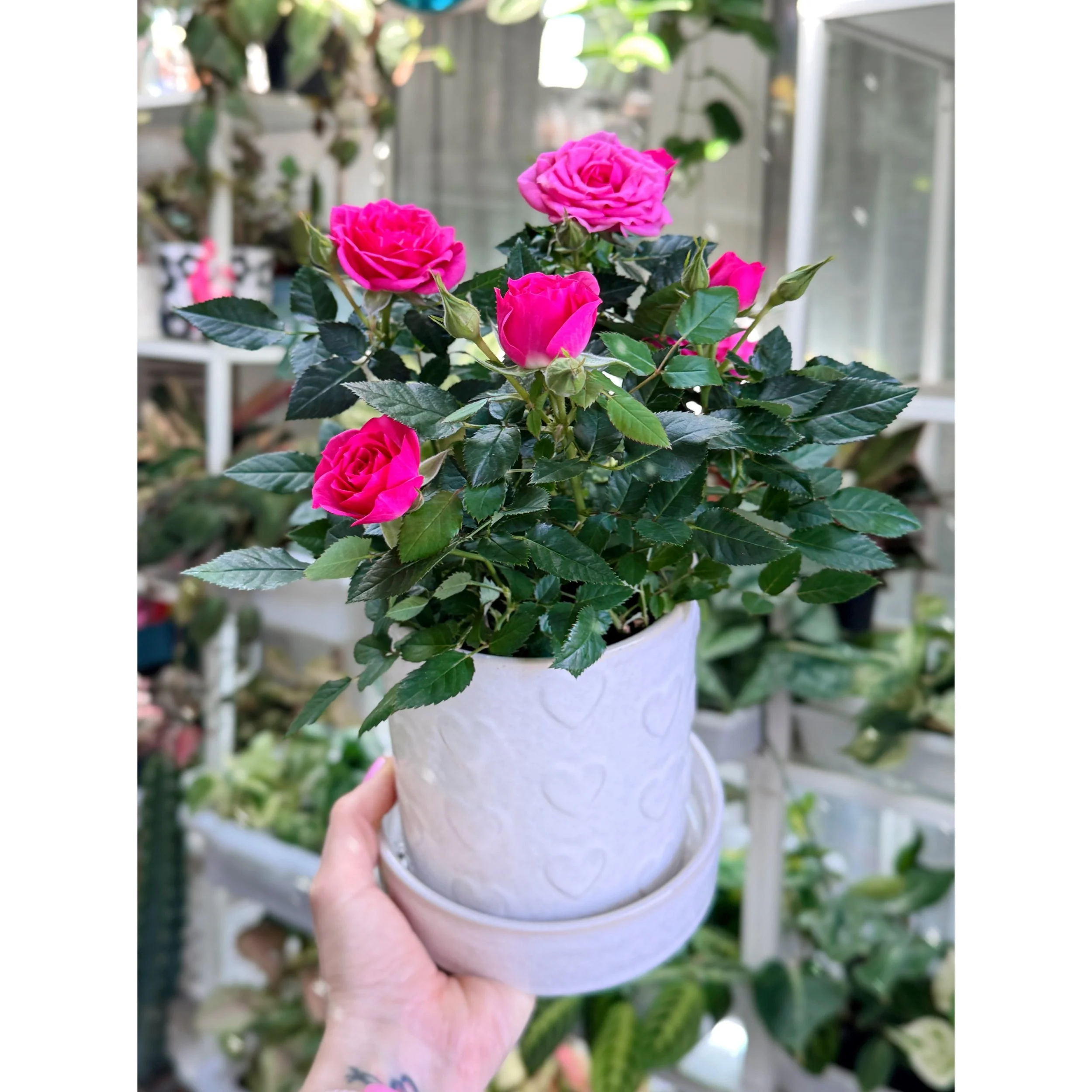Pink Rose Bush in White Heartfelt Planter