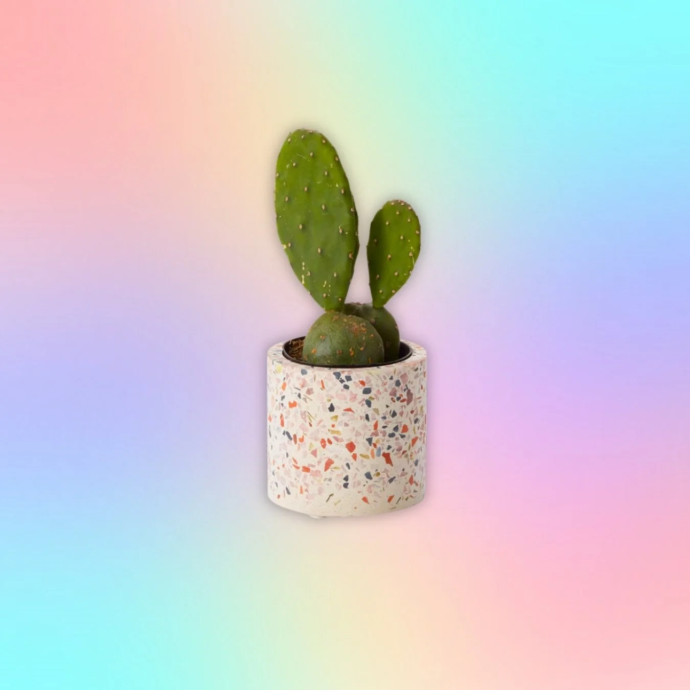 Terrazzo Planters 3"
