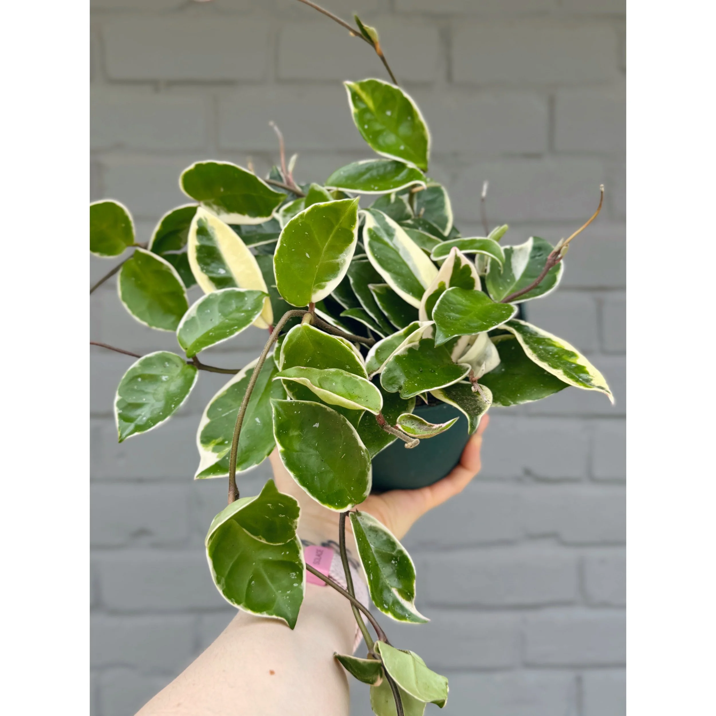 Hoya Carnosa Tricolor 'Krimson Queen'