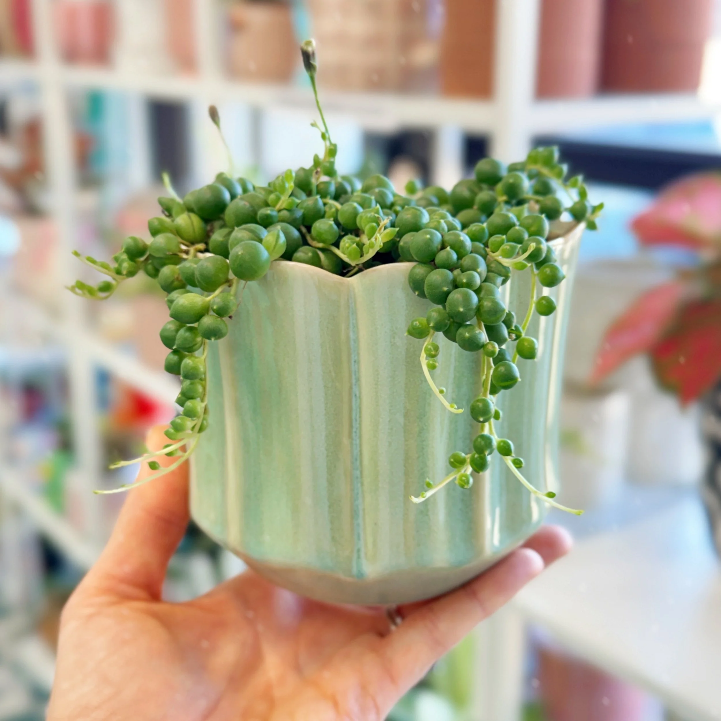 Everleaf Mint Glazed Pot 4"