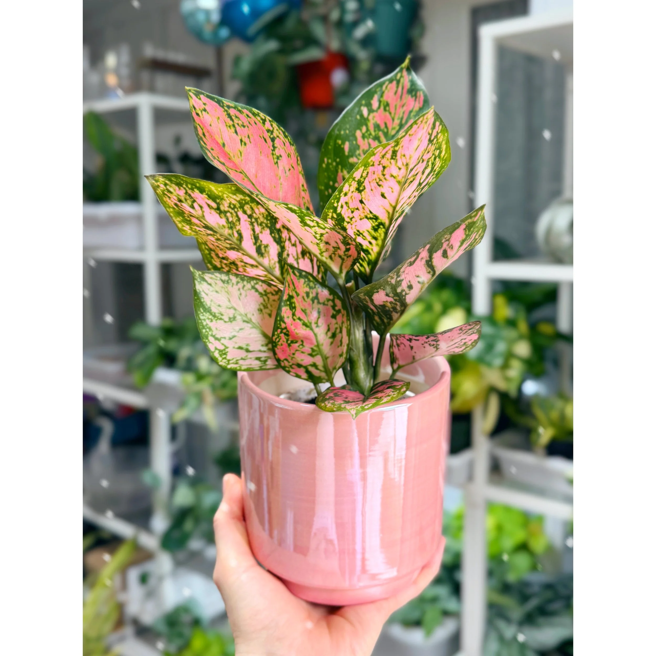 Aglaonema Pink Hybrid 'Lady Valentine' in Passion Pink Pot