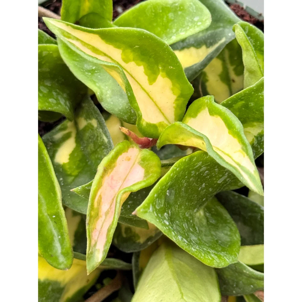 Hoya Carnosa Tricolor Krimson Princess — Stayin' Alive Succulents