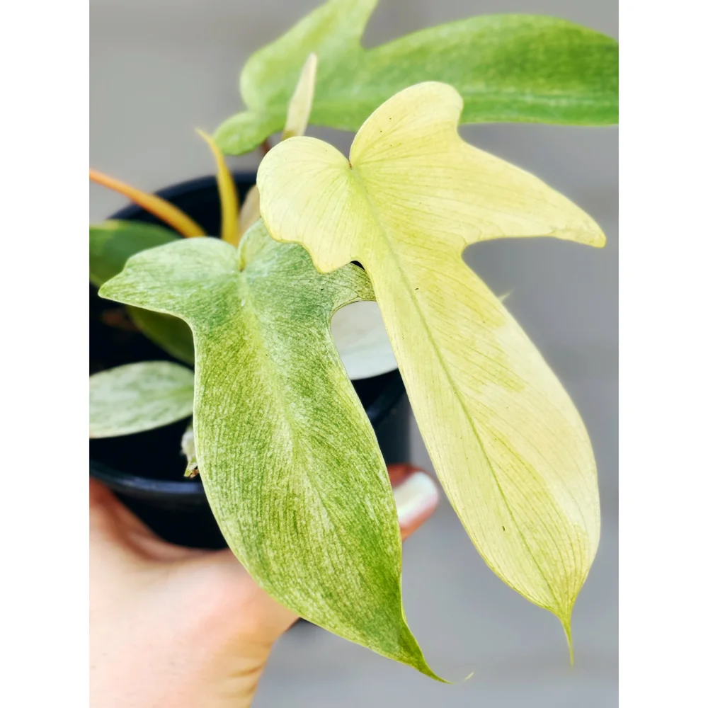 digitalis foxglove plant Small Yellow Foxglove Seeds (Digitalis lutea) – Monticello Shop