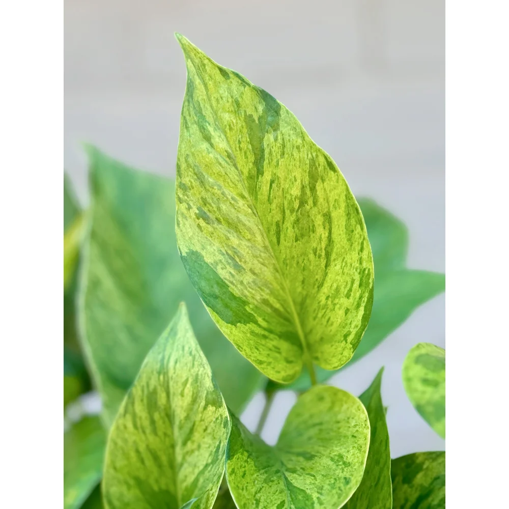 zz plant price ZZ Plant Medium – Leo And Leaf main image 1