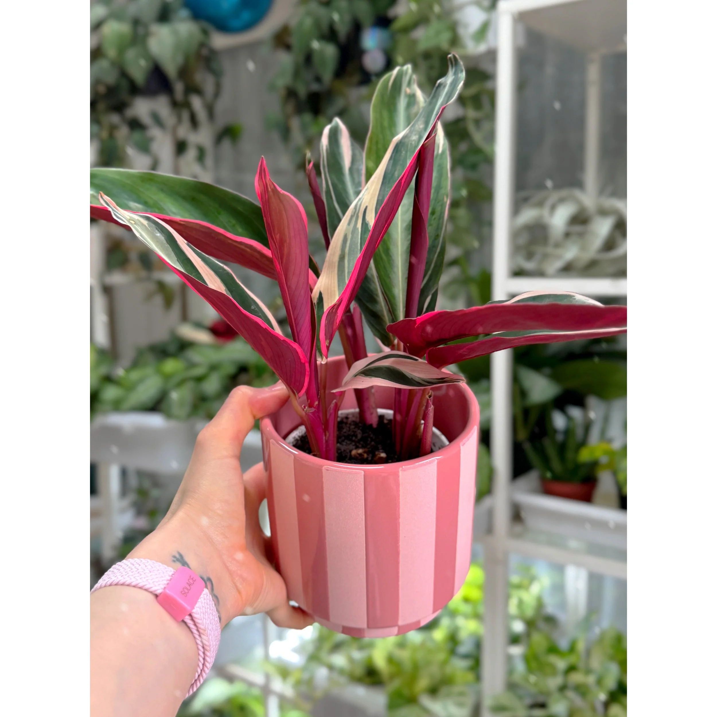 Stromanthe 'Triostar' Prayer Plant in Pink Striped Pot
