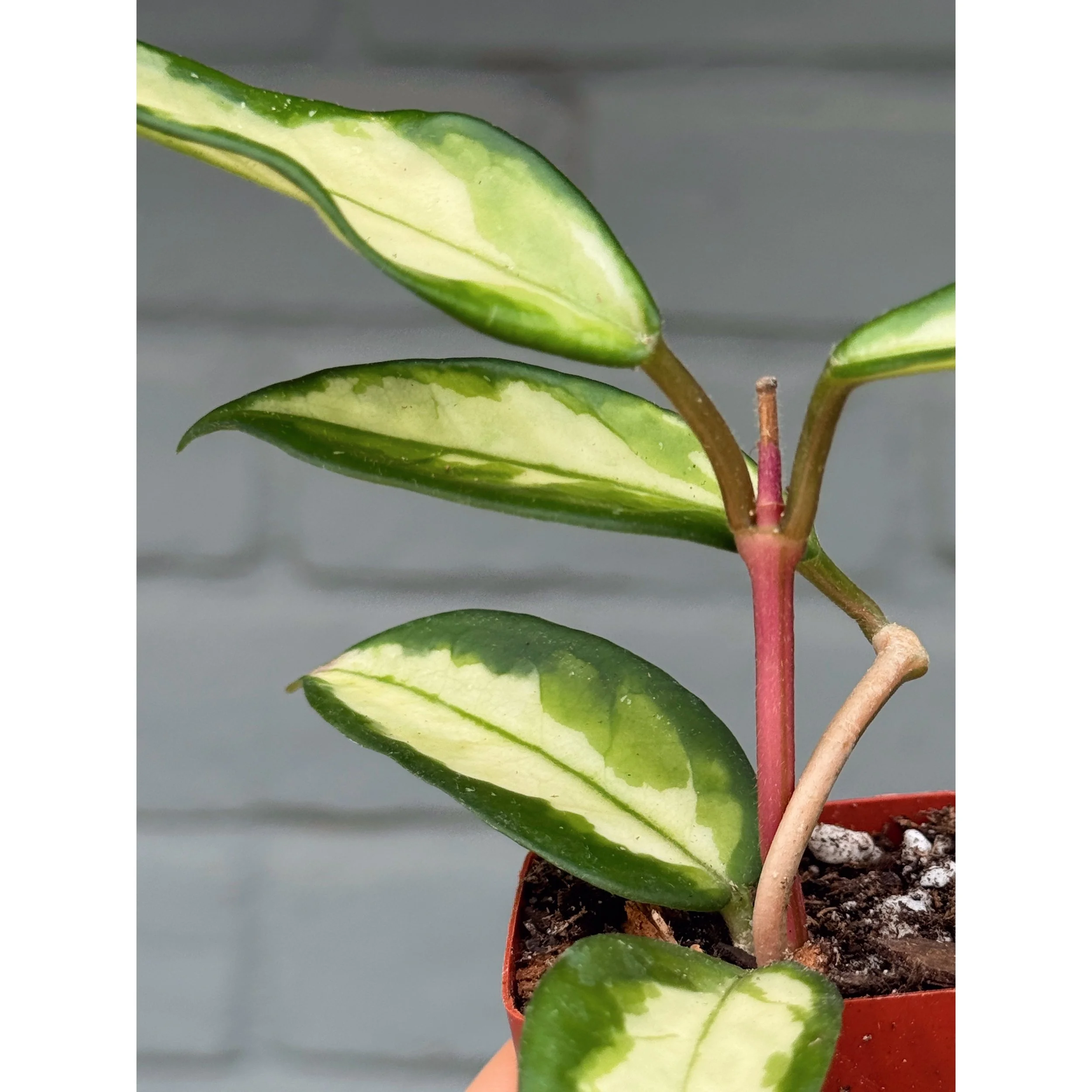 Hoya Carnosa Tricolor 'Krimson Princess'