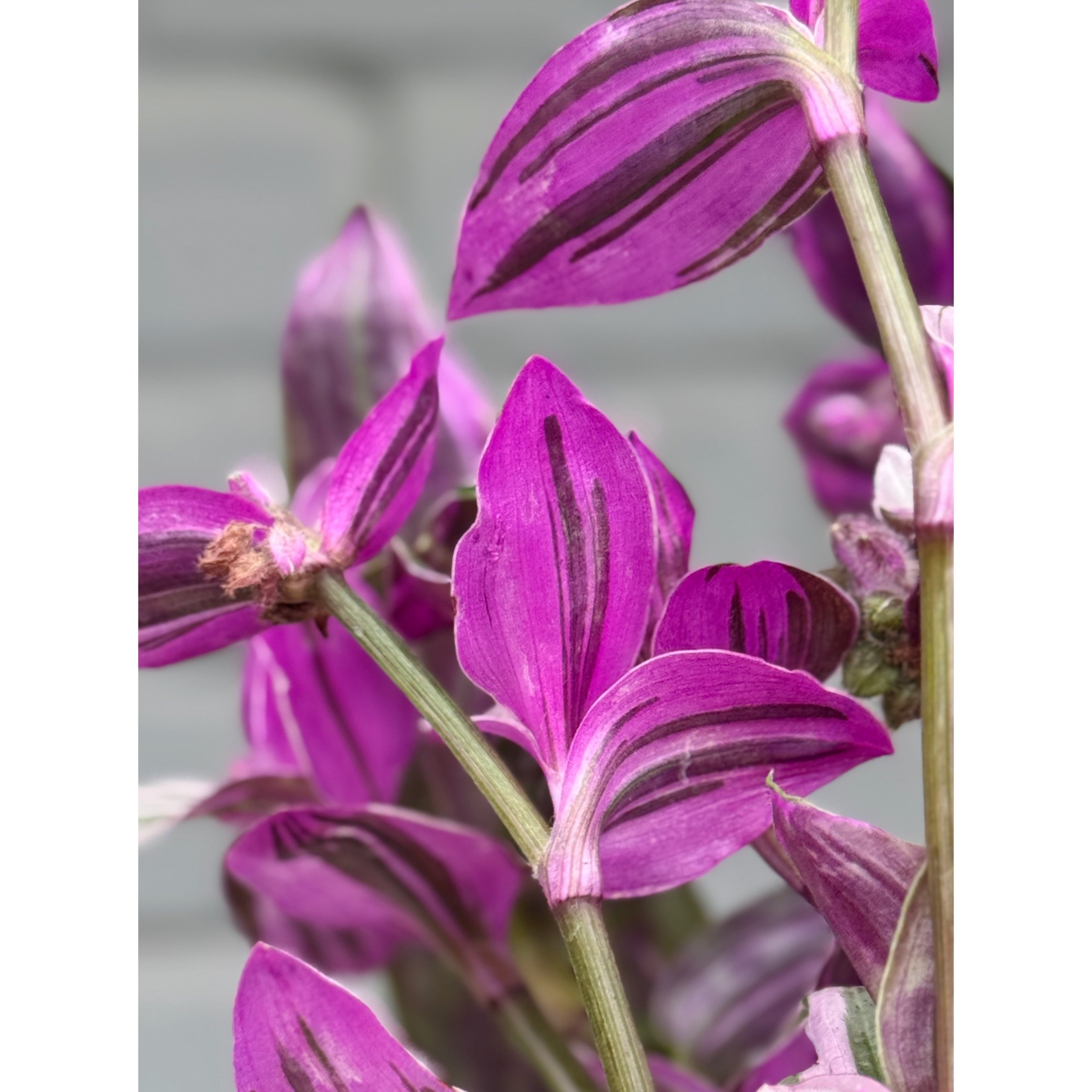 Tradescantia 'Nanouk'
