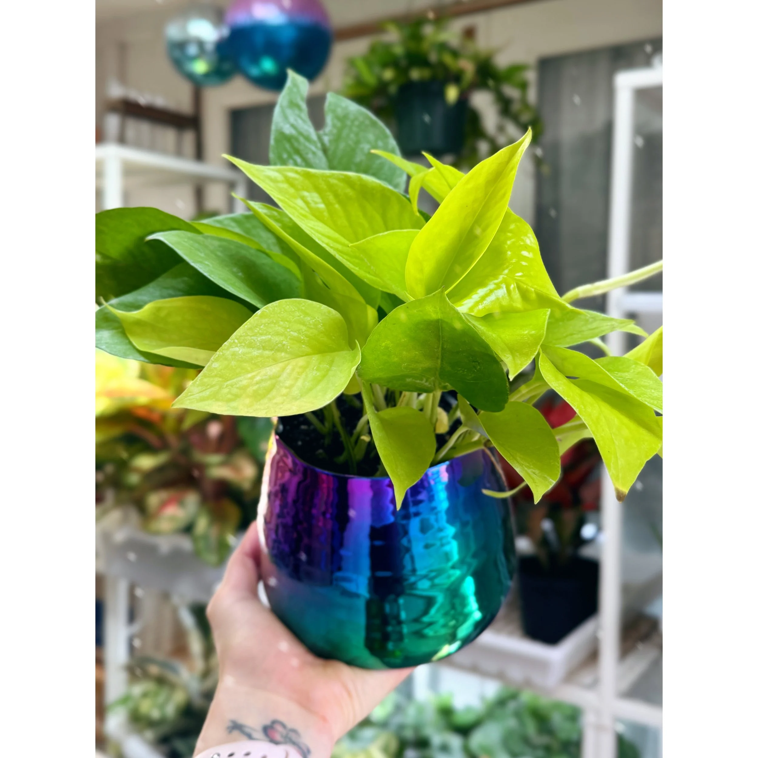 Pothos Neon in Tegan Rainbow Metallic Pot