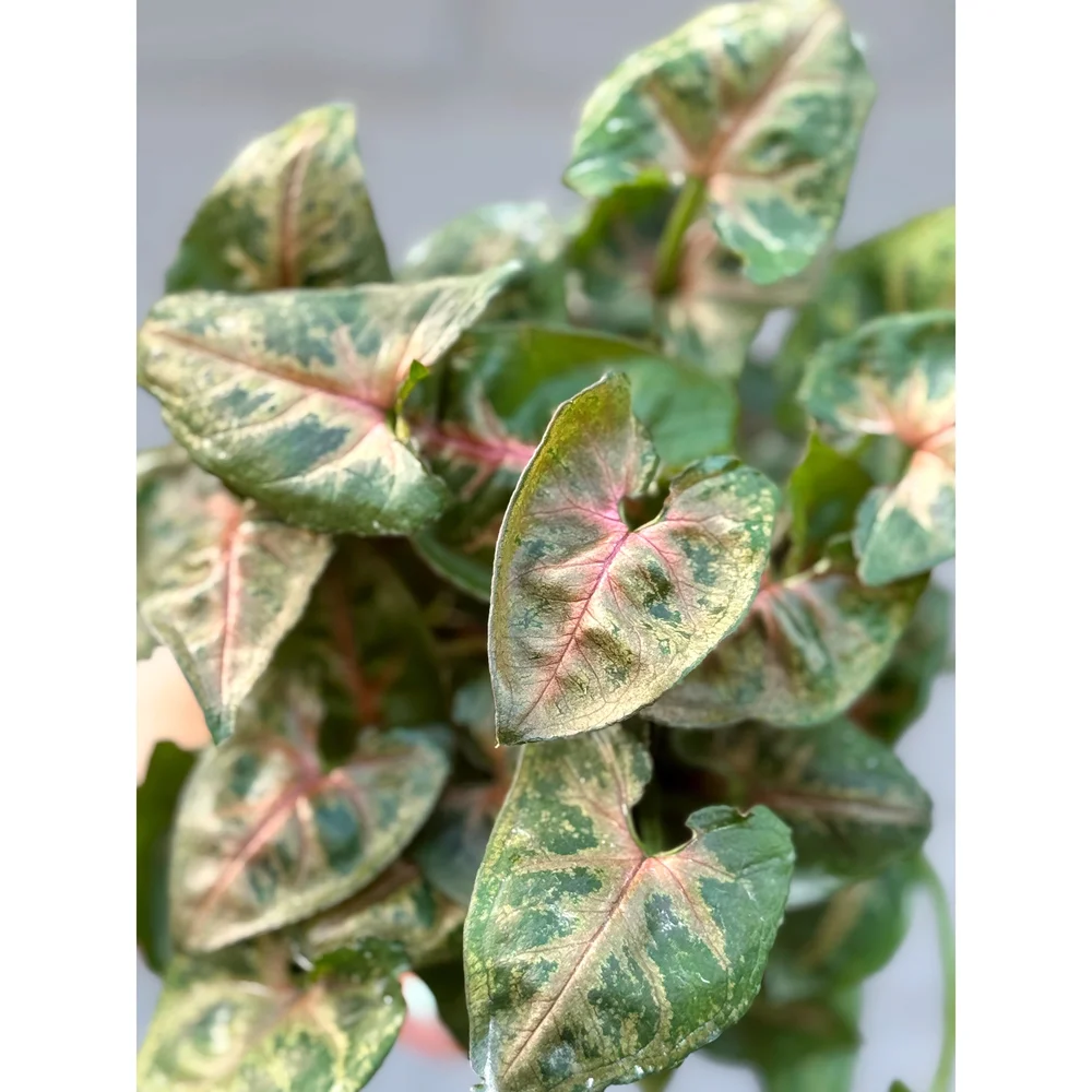 Syngonium Podophyllum 'Tiffany' 4"  Stayin' Alive Succulents