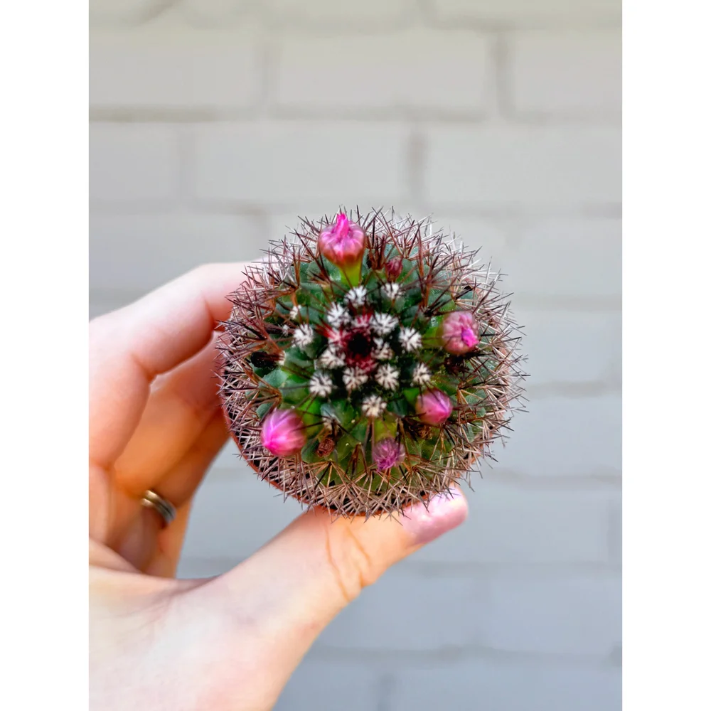 Mammillaria Ernestii 'Pin Cushion Cactus' (Blooming)  Stayin' Alive  Succulents
