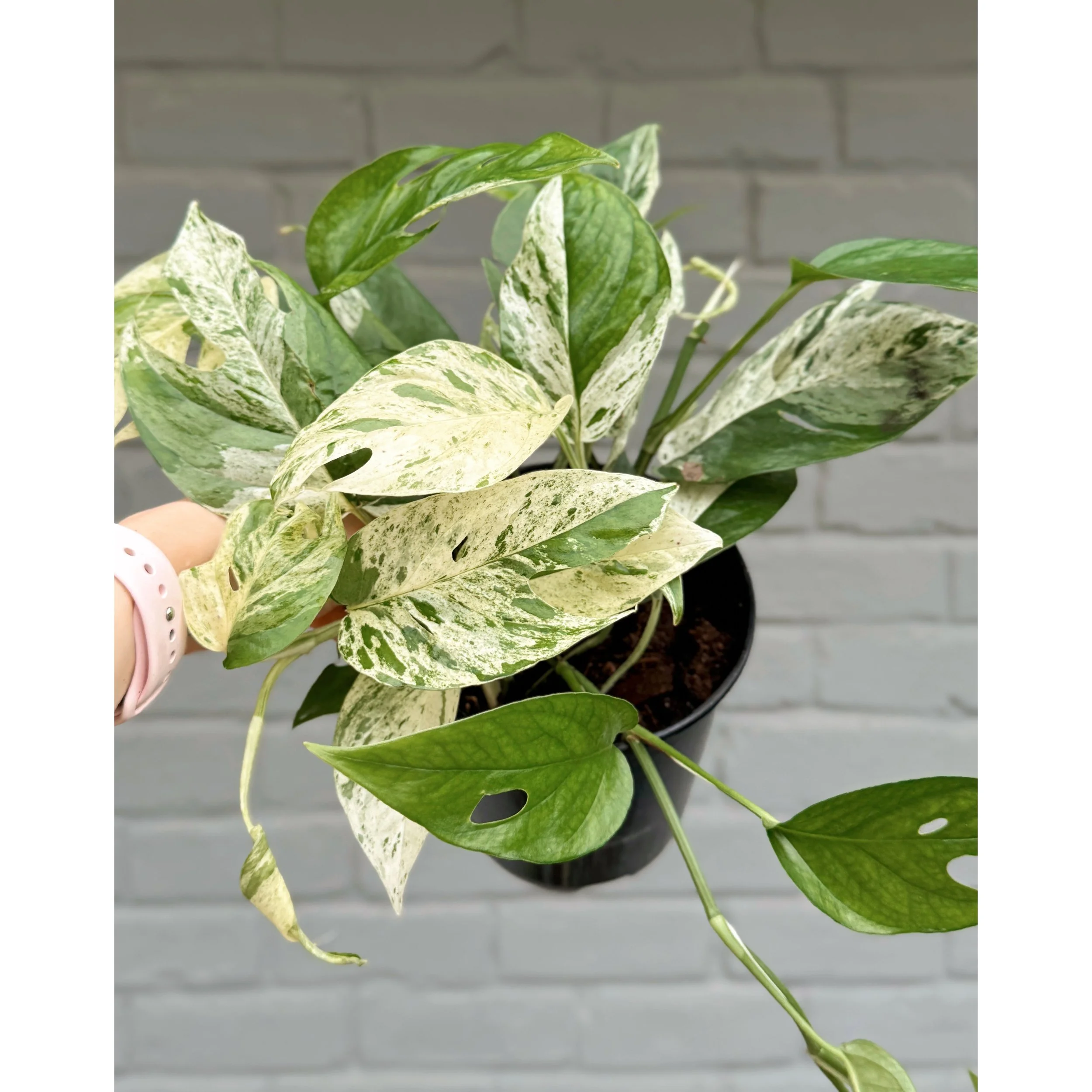 Epipremnum Pinnatum 'Marble'