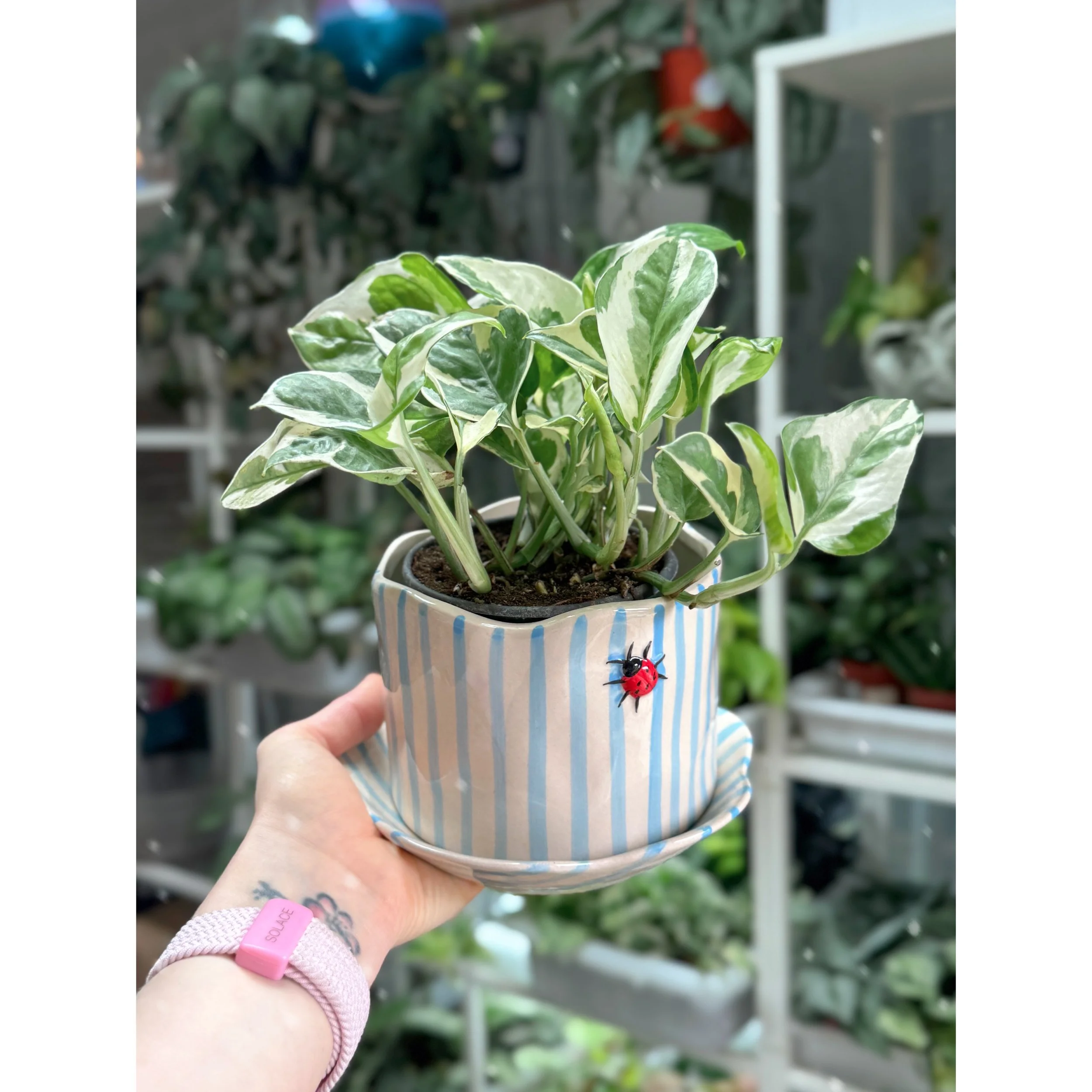 Epipremnum Aureum Pothos N’ Joy with Ladybug Pot
