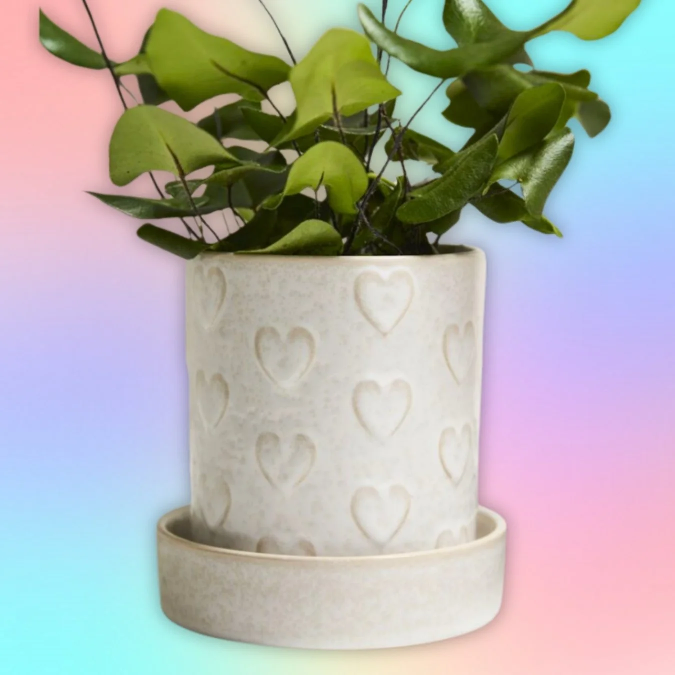 Heartfelt Planter with Saucer 5"