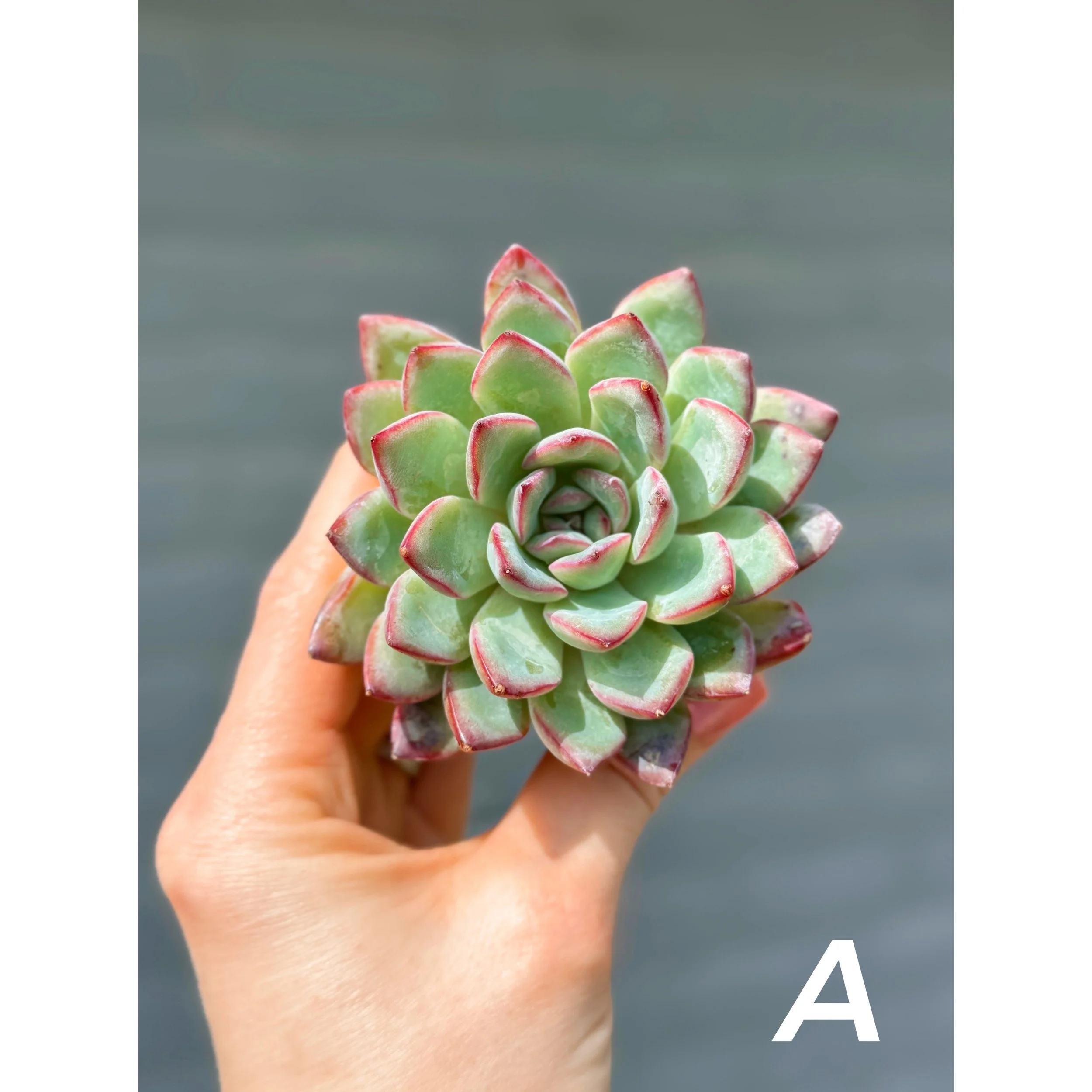 Assorted Colorful Succulents