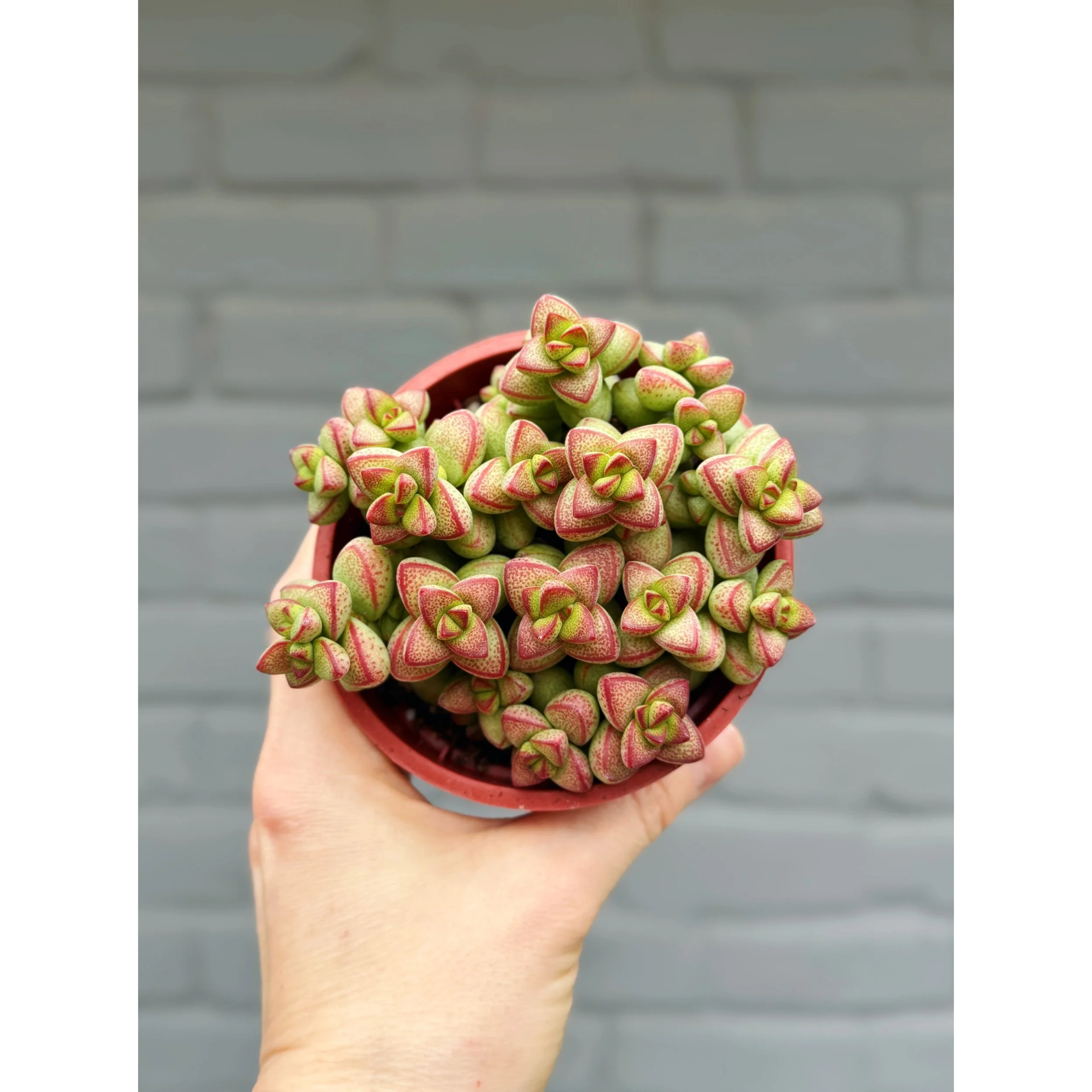 Crassula 'Brevifolia'