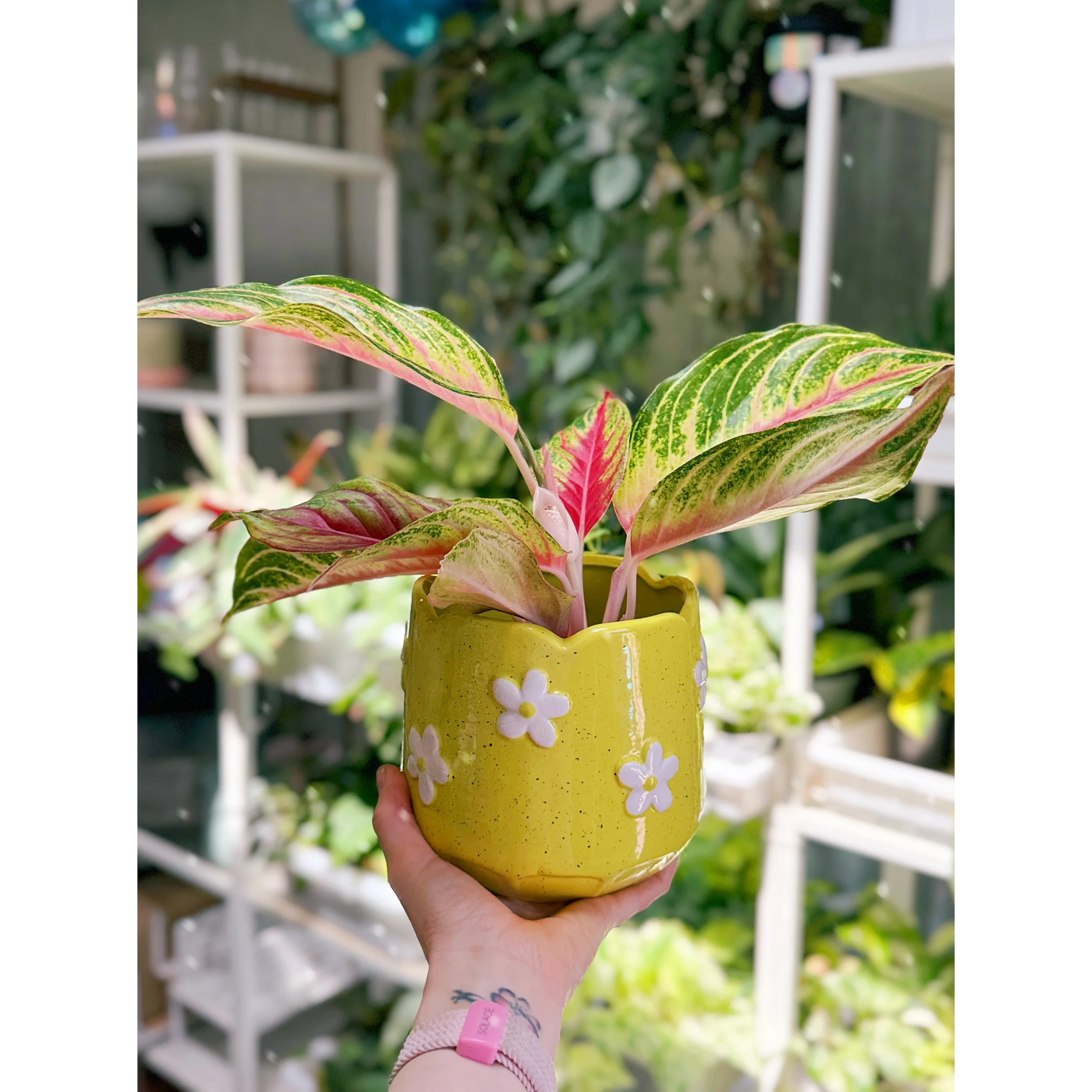 Aglaonema Hybrid 'Red Sunset' in Yellow Flower Power Pot
