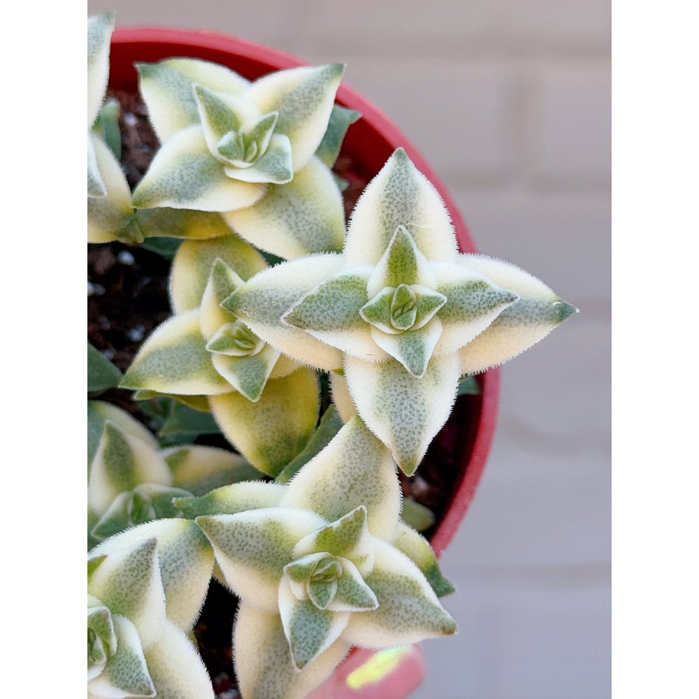 Crassula Perforata Variegated 'String of Buttons'  Stayin' Alive Succulents