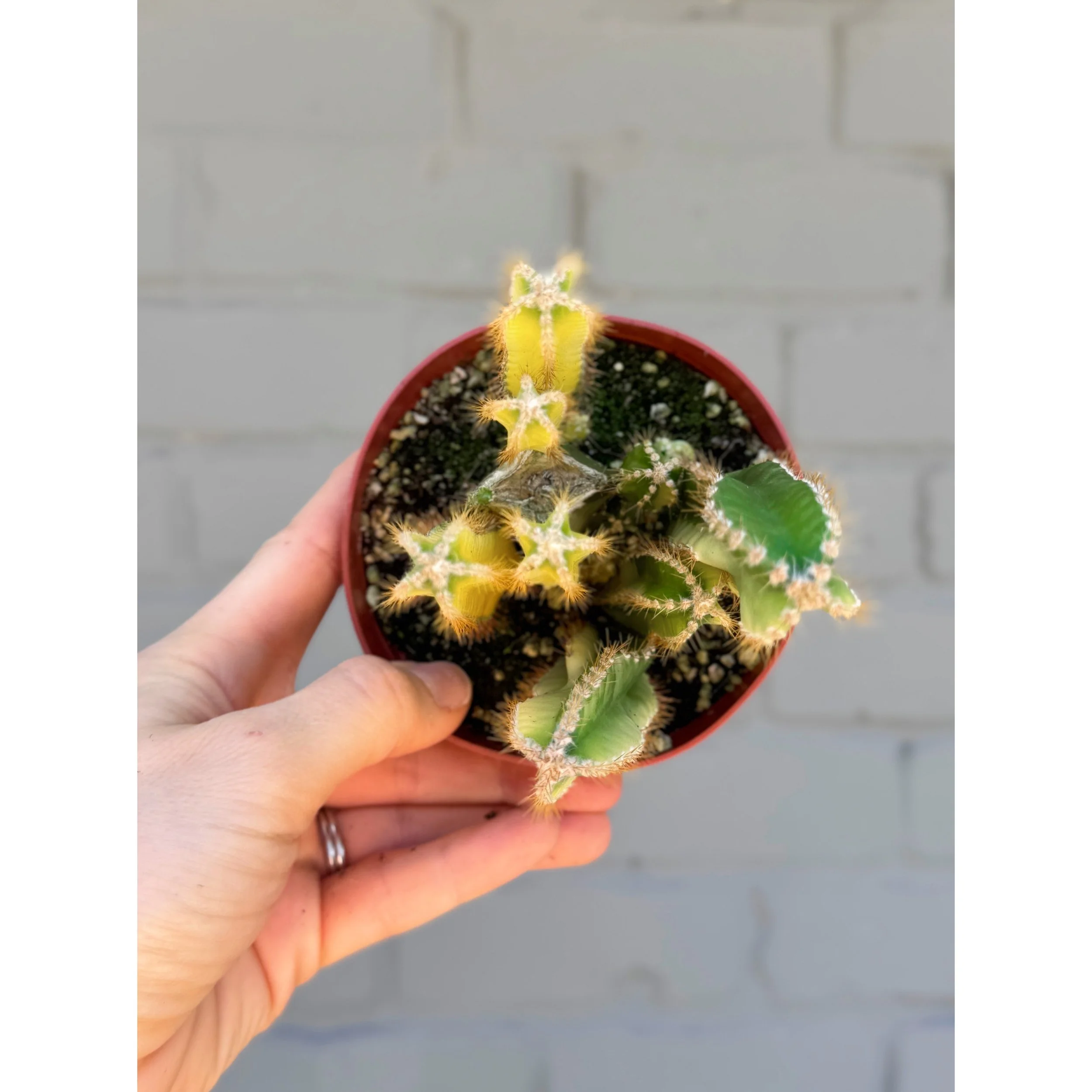 Variegated Fairy Castle Cactus- Acanthocereus Tetragonus 'Aurea'