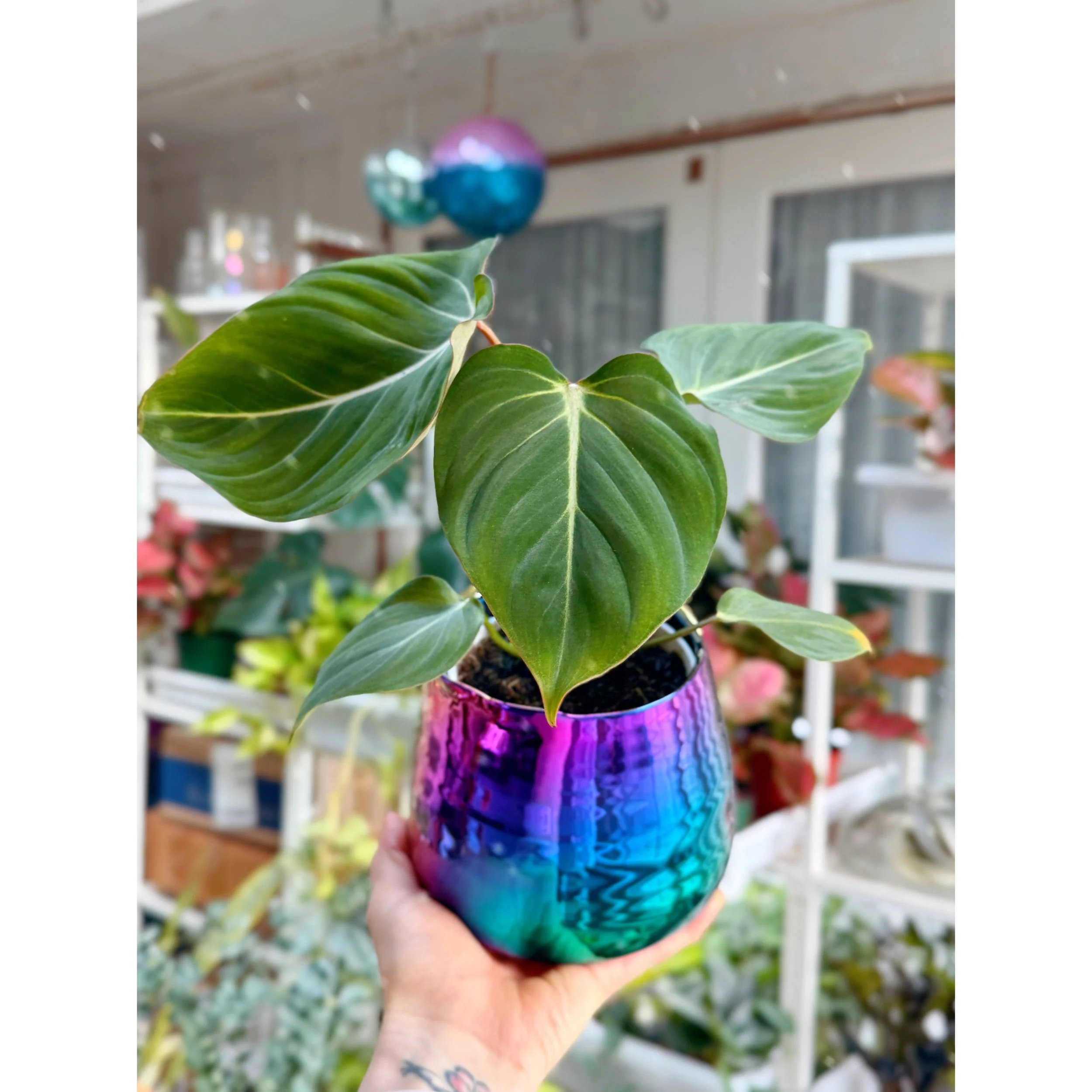 Philodendron 'Gloriosum' in Tegan Rainbow Metallic Pot