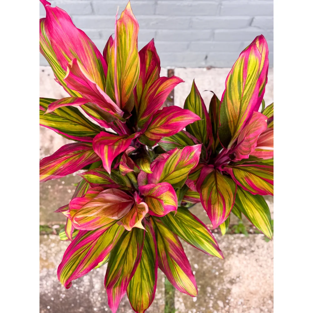 hortensien dnger rhododendron Rhododendron Dnger von Flora Boost