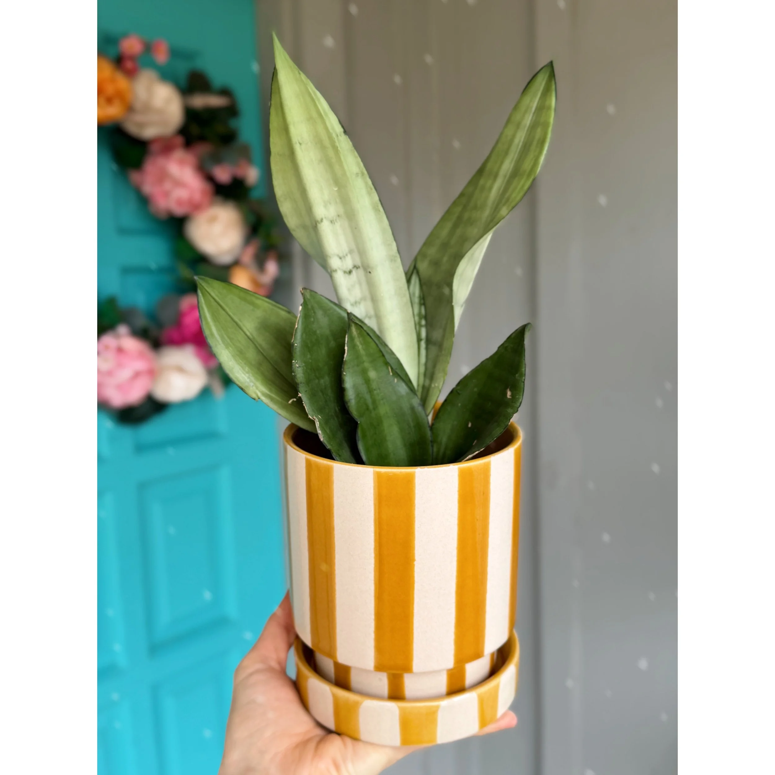 Saffron Stripe Pot with Saucer with Sansevieria Moonshine