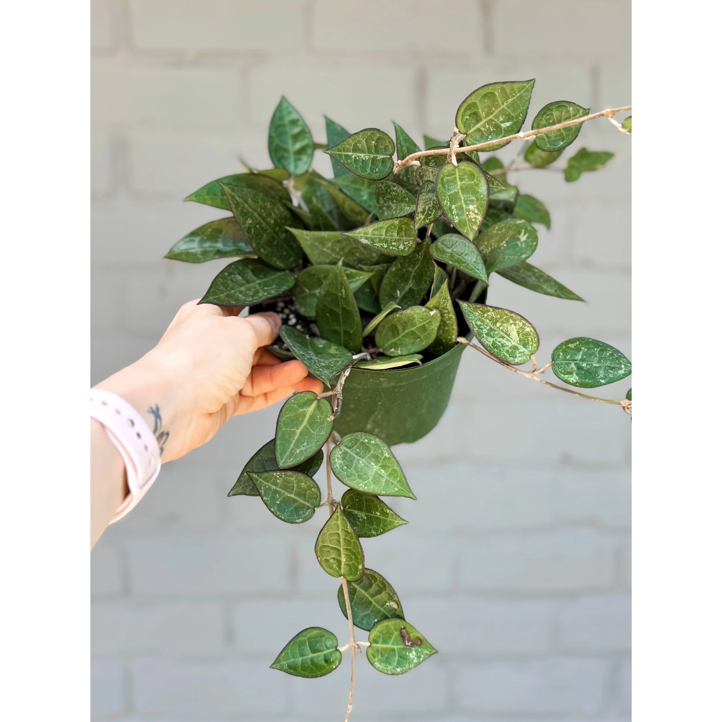 Hoya Parasitica Black Margin