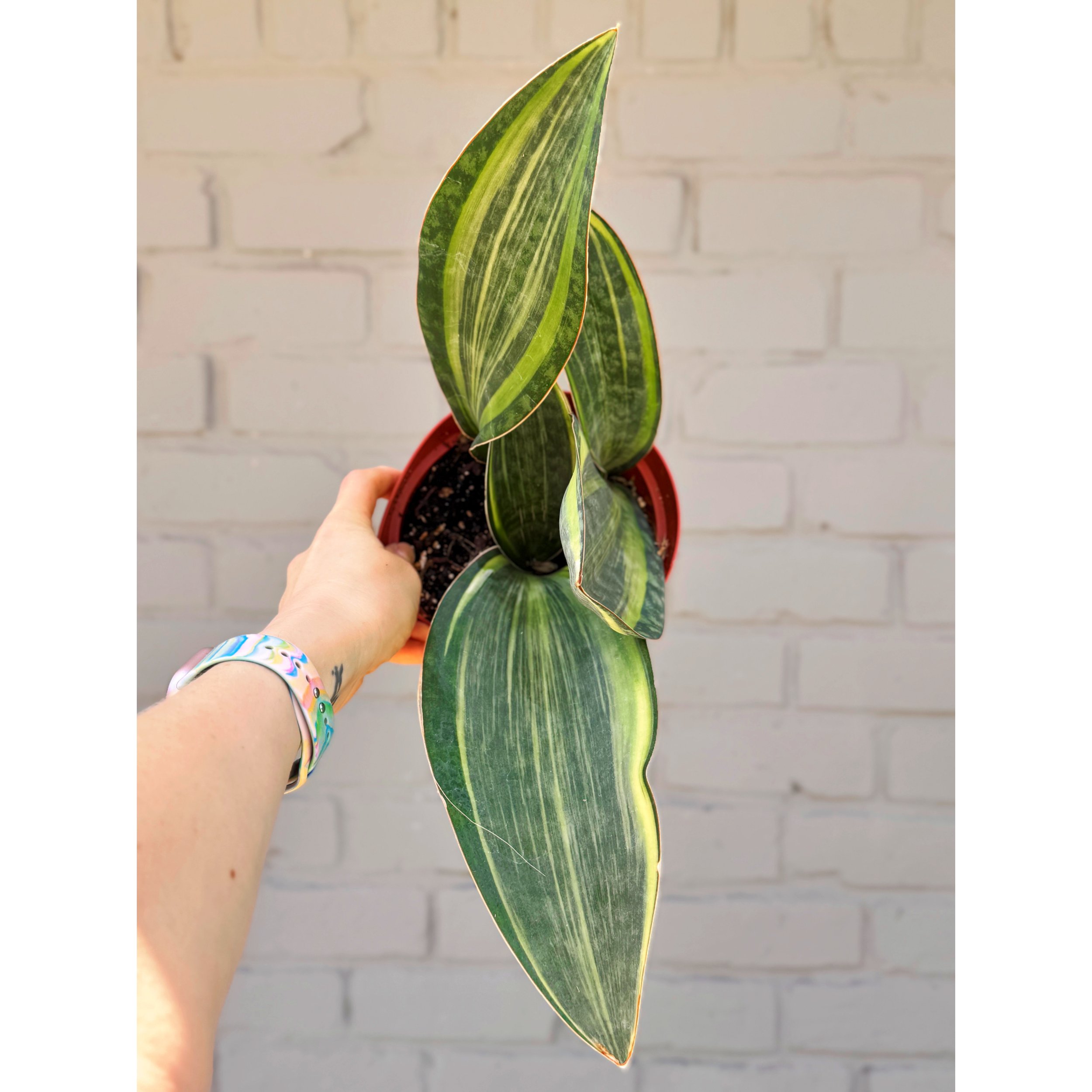 Sansevieria Masoniana 'Variegated Whale Fin'