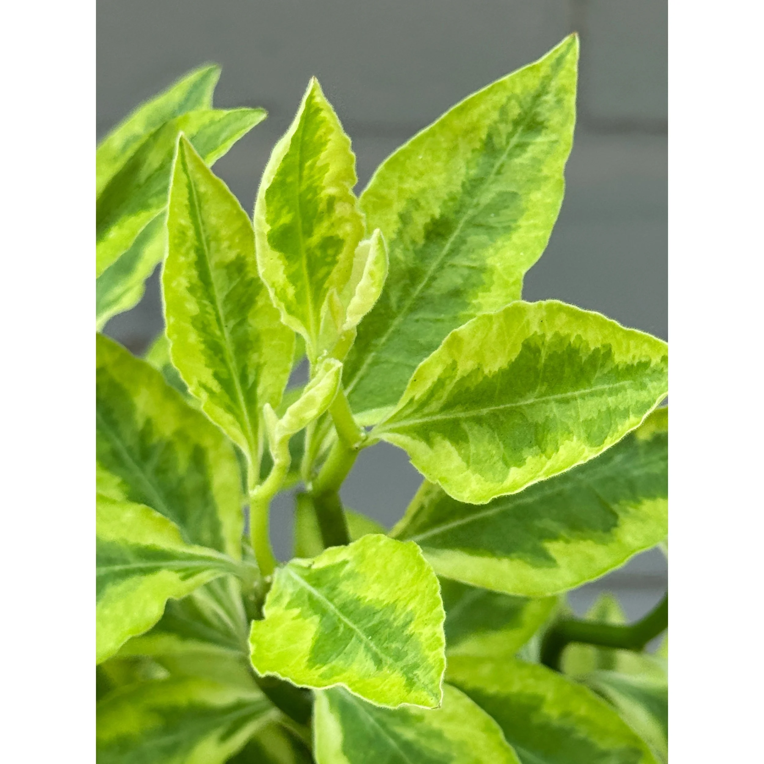 Euphorbia Tithymaloides 'Variegated Devil's Backbone'