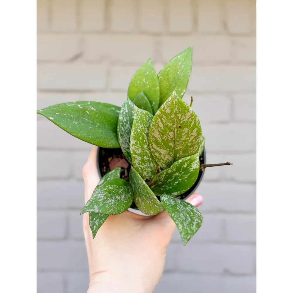 Hoya Pubicalyx Splash — Stayin' Alive Succulents