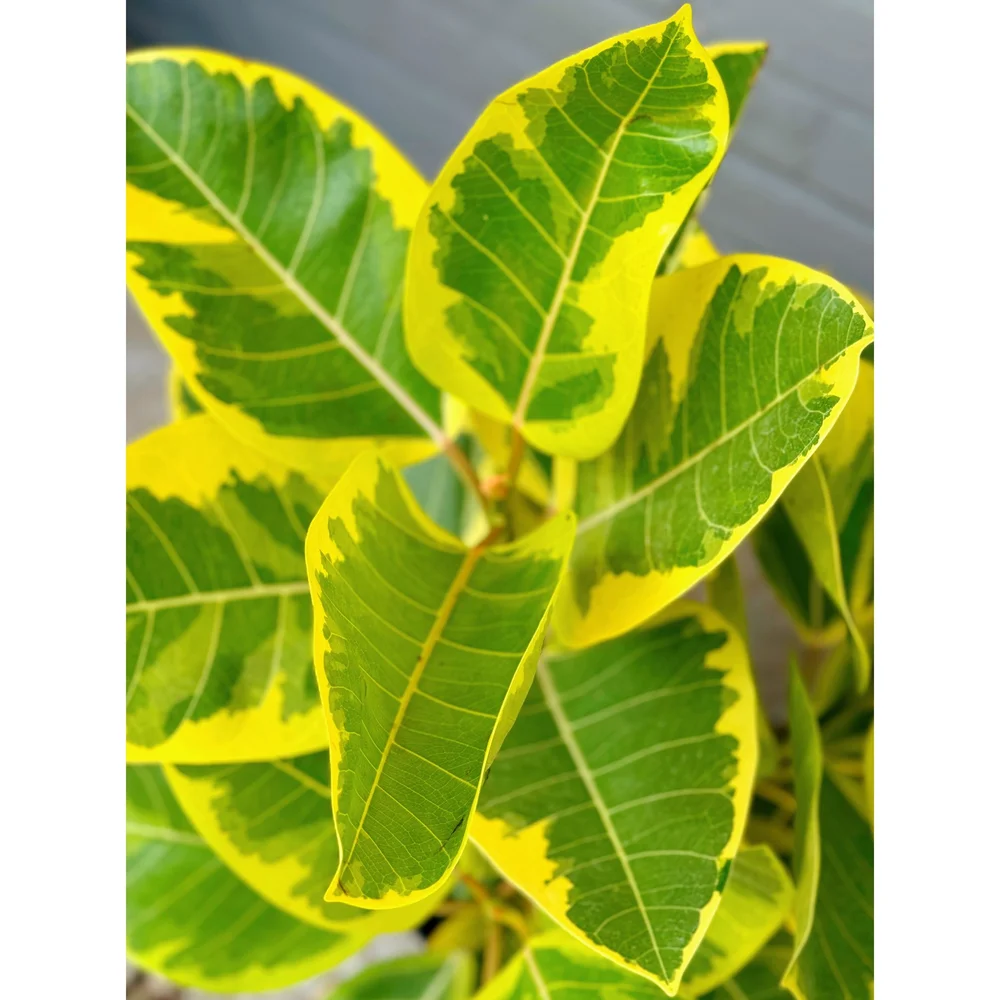 Ficus Altissima 'Yellow Gem' — Stayin' Alive Succulents