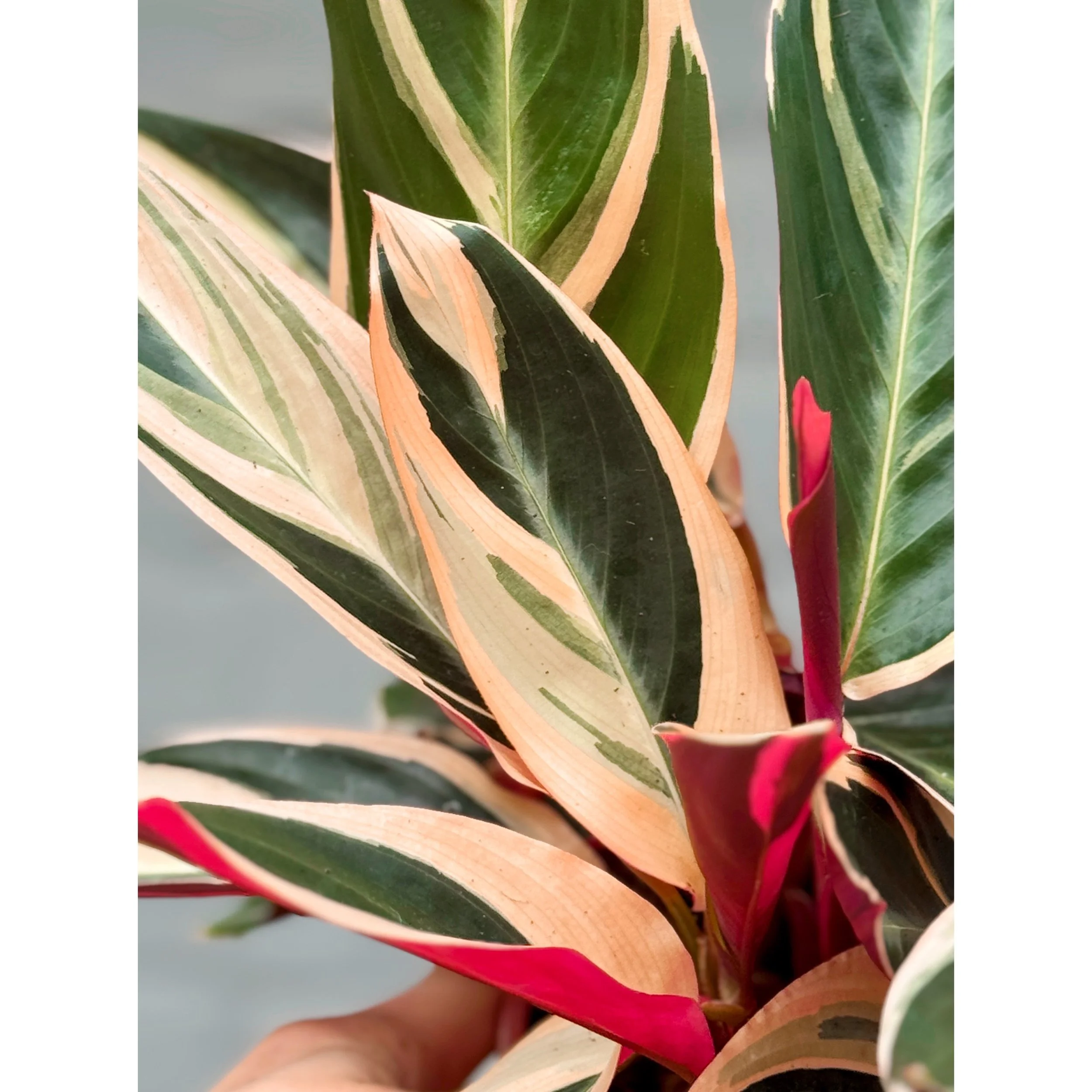 Stromanthe 'Triostar' Prayer Plant