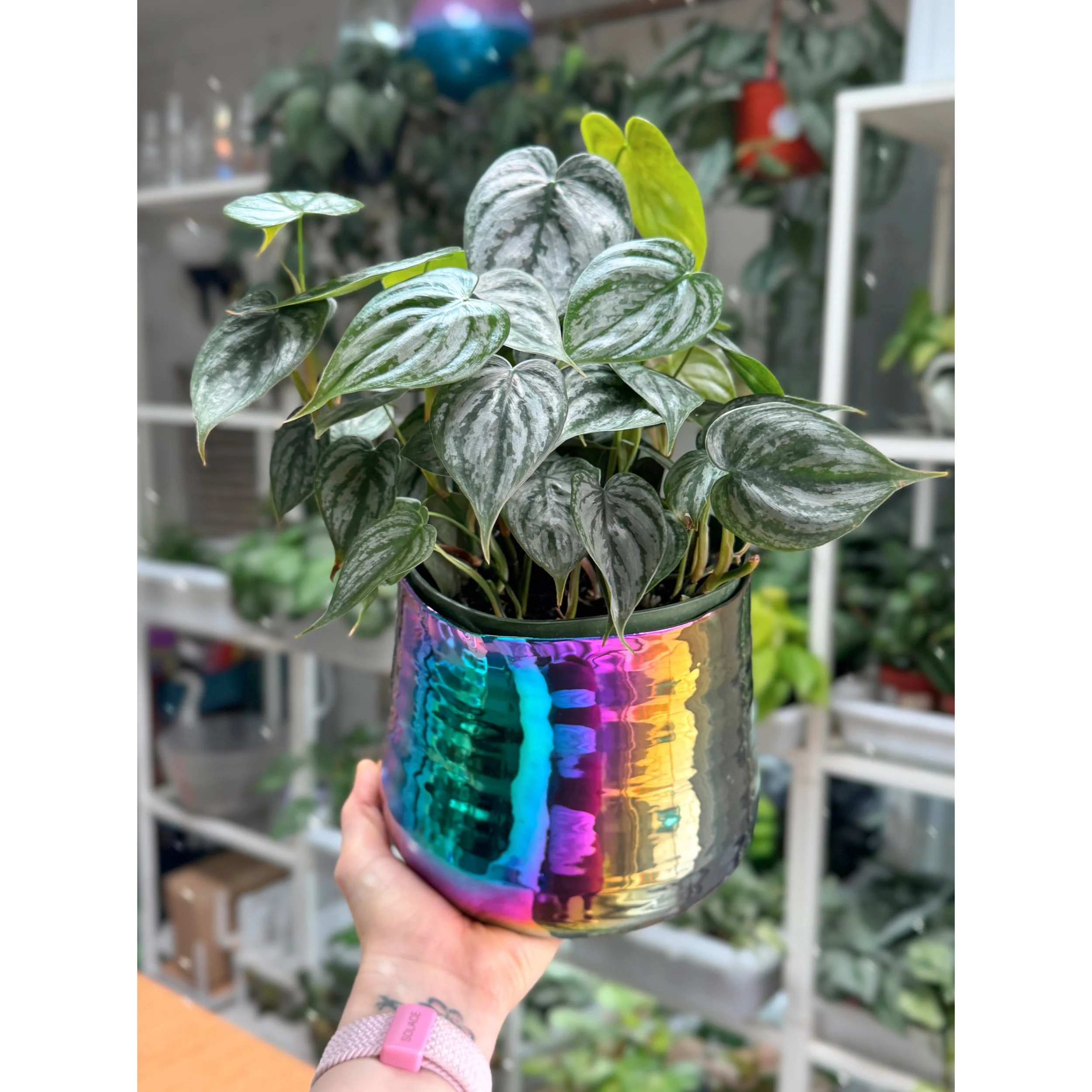 Philodendron Brandtianum 'Brandi' in Tegan Rainbow Metallic Pot