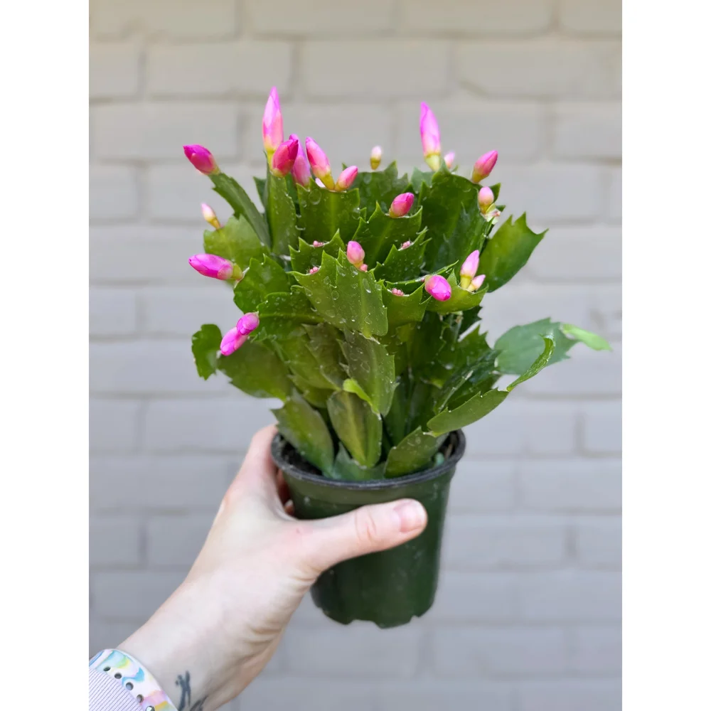 Holiday Cactus 'Thor Keri' (Warm Pink Blooms) 4
