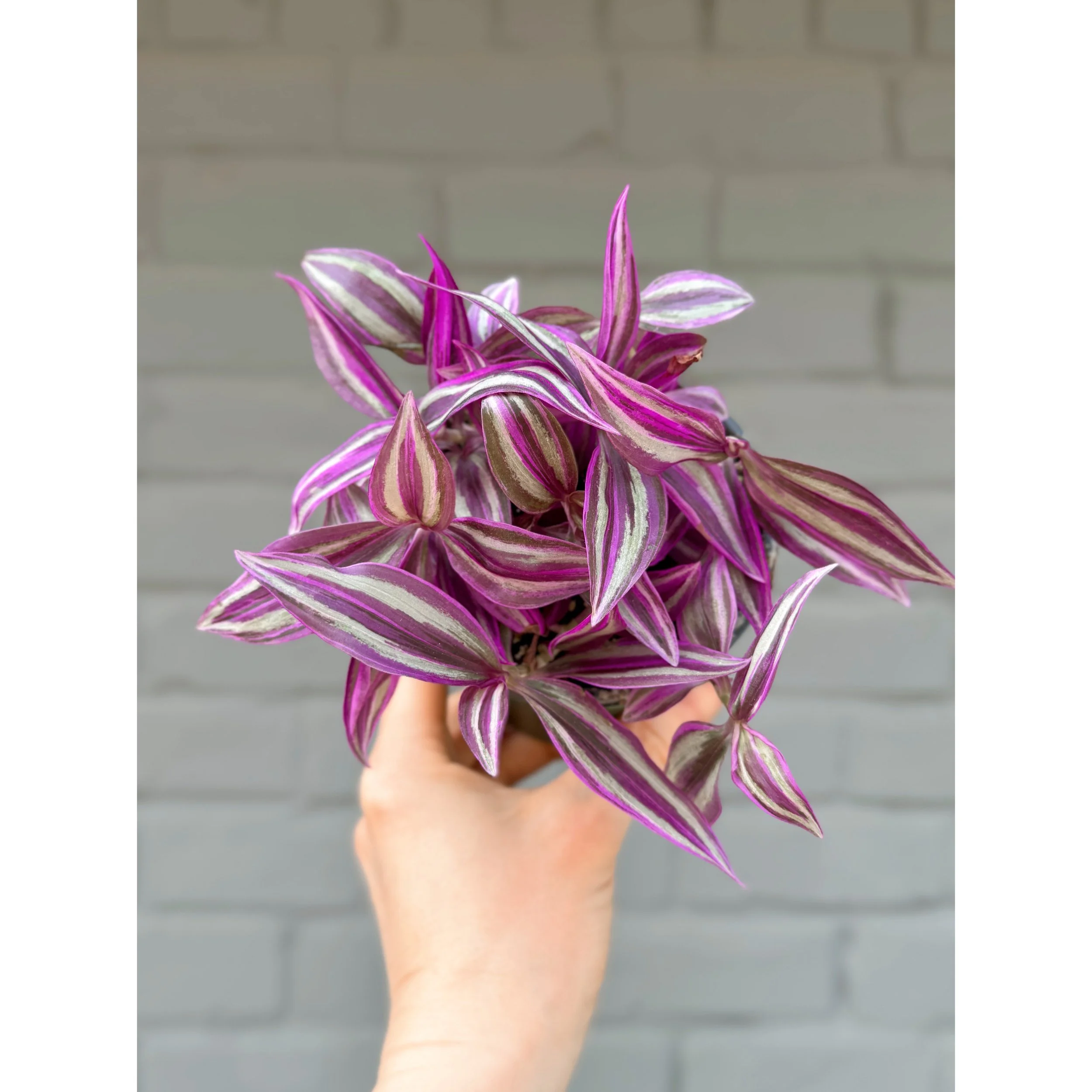 Tradescantia 'Pink Paradise' 4"