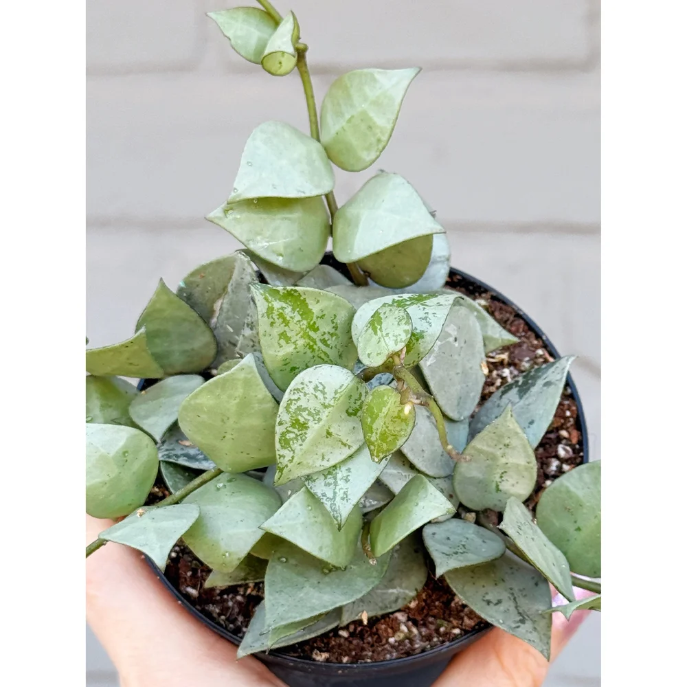 Hoya Krohniana 'Super Silver' Eskimo 4