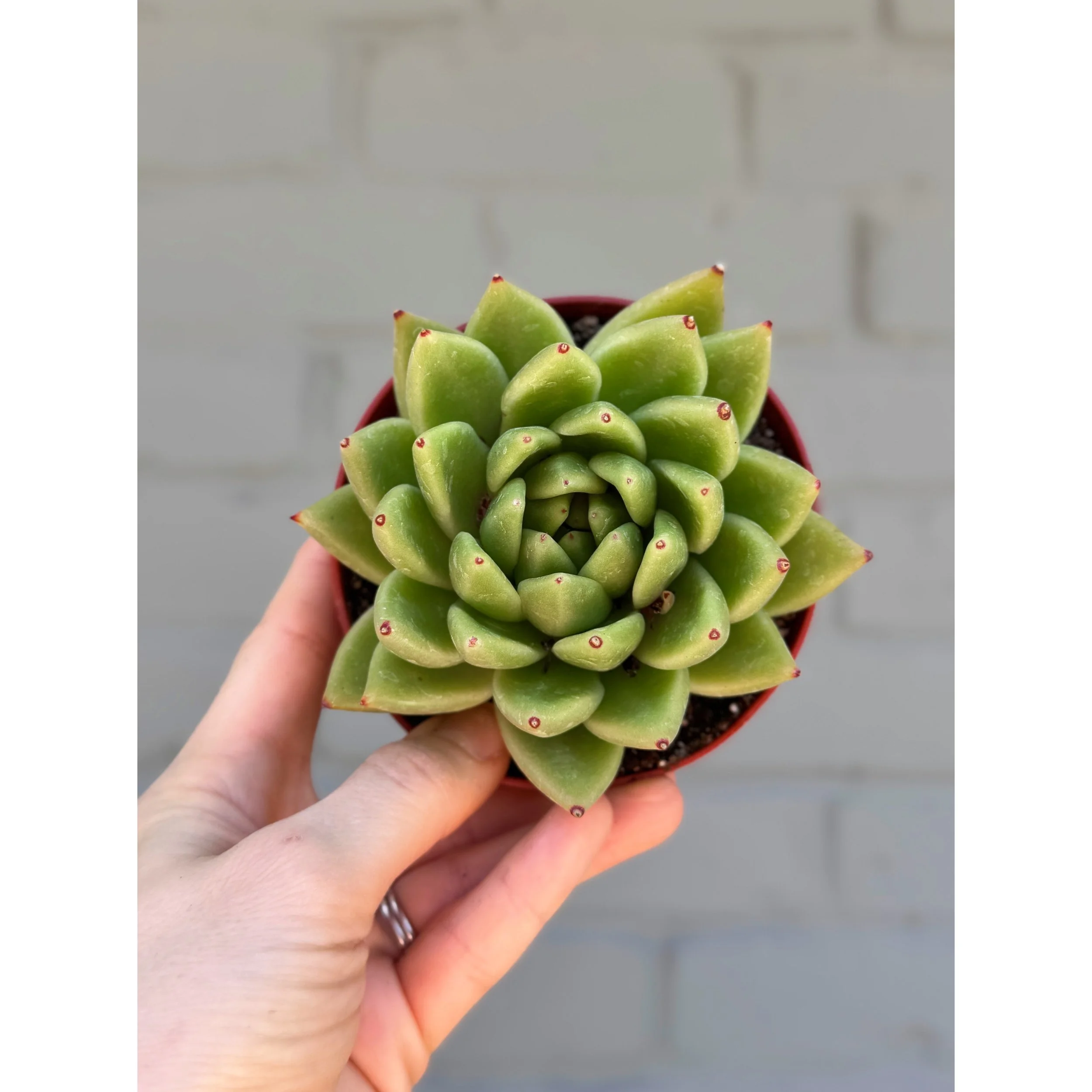 Echeveria Agavoides 'Miranda'